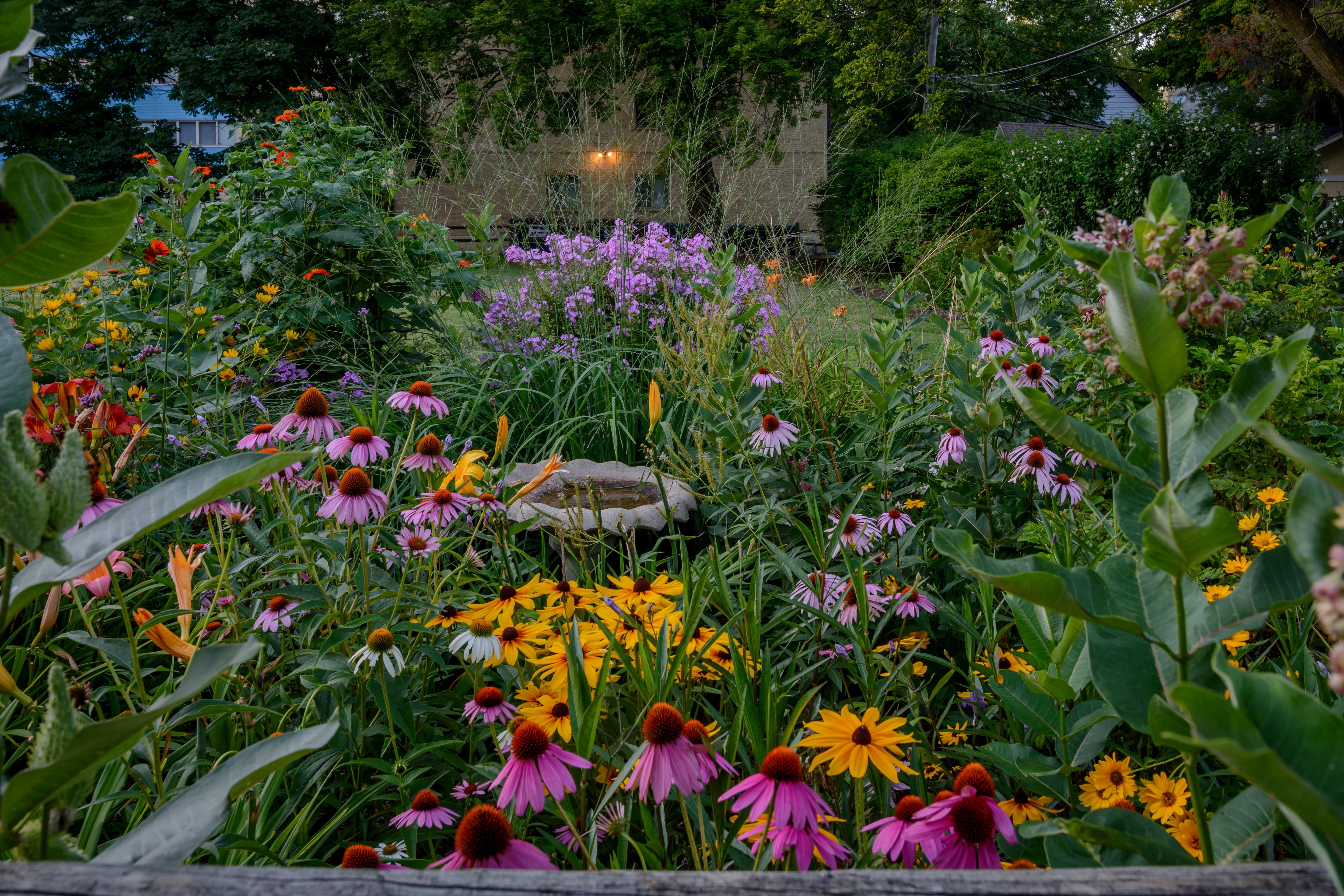 Wildflower garden