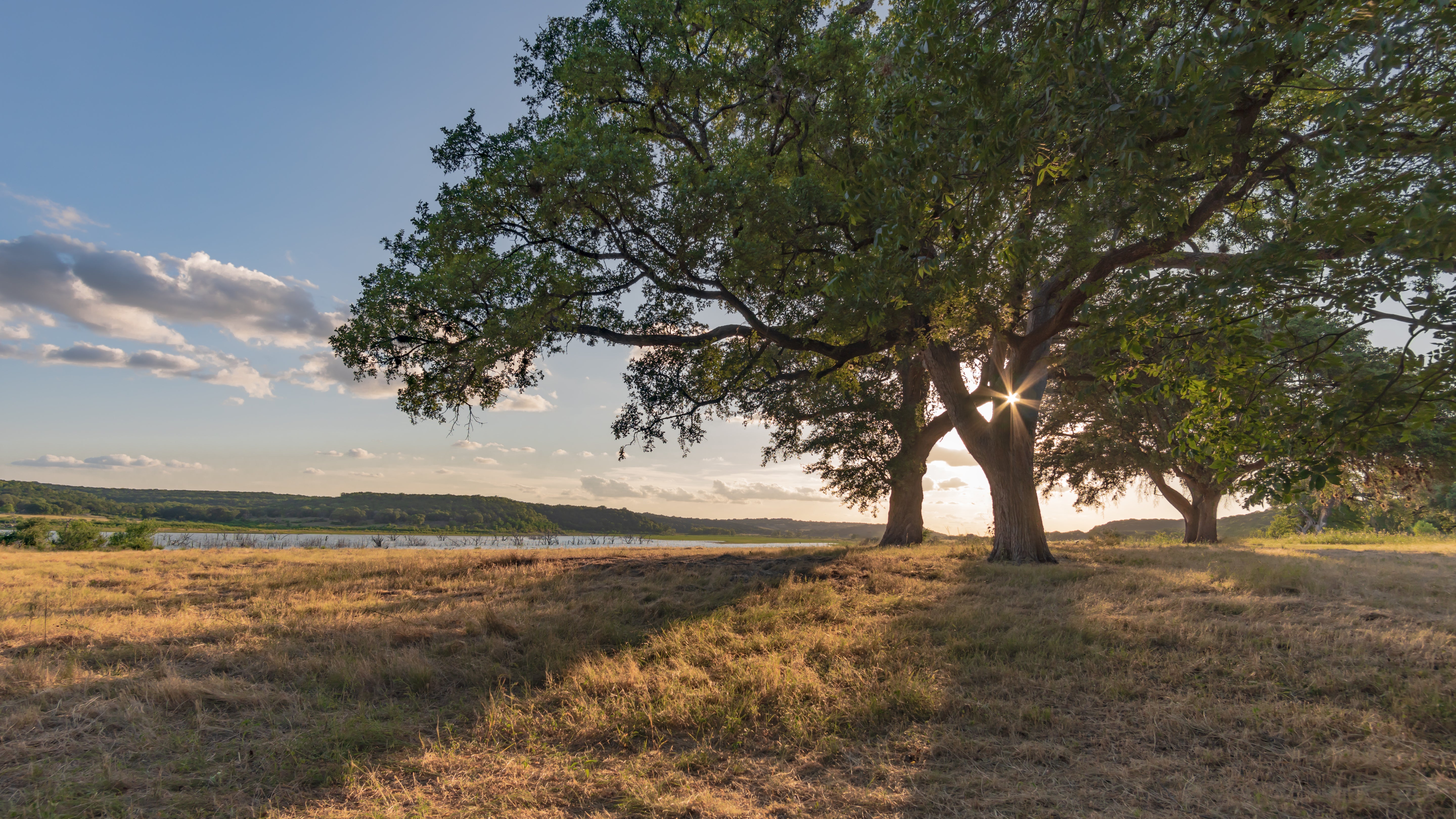 A selection of native Texas trees perfect for fall planting, including drought-resistant, fast-growing, and shade-providing varieties, ideal for creating a resilient Texas landscape.