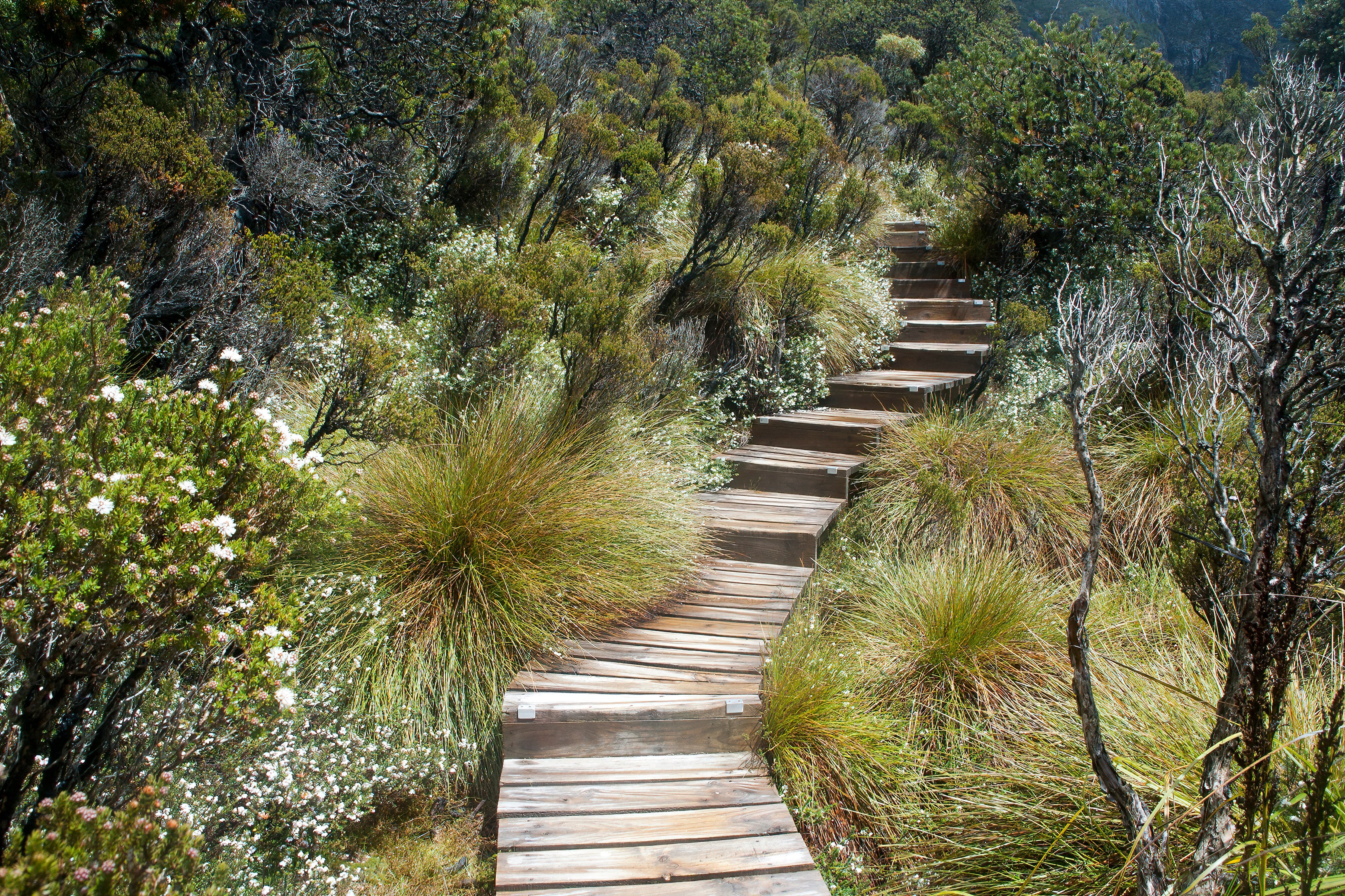 Texas Xeriscaping: Simple Guide to Water-Wise, Beautiful Gardens