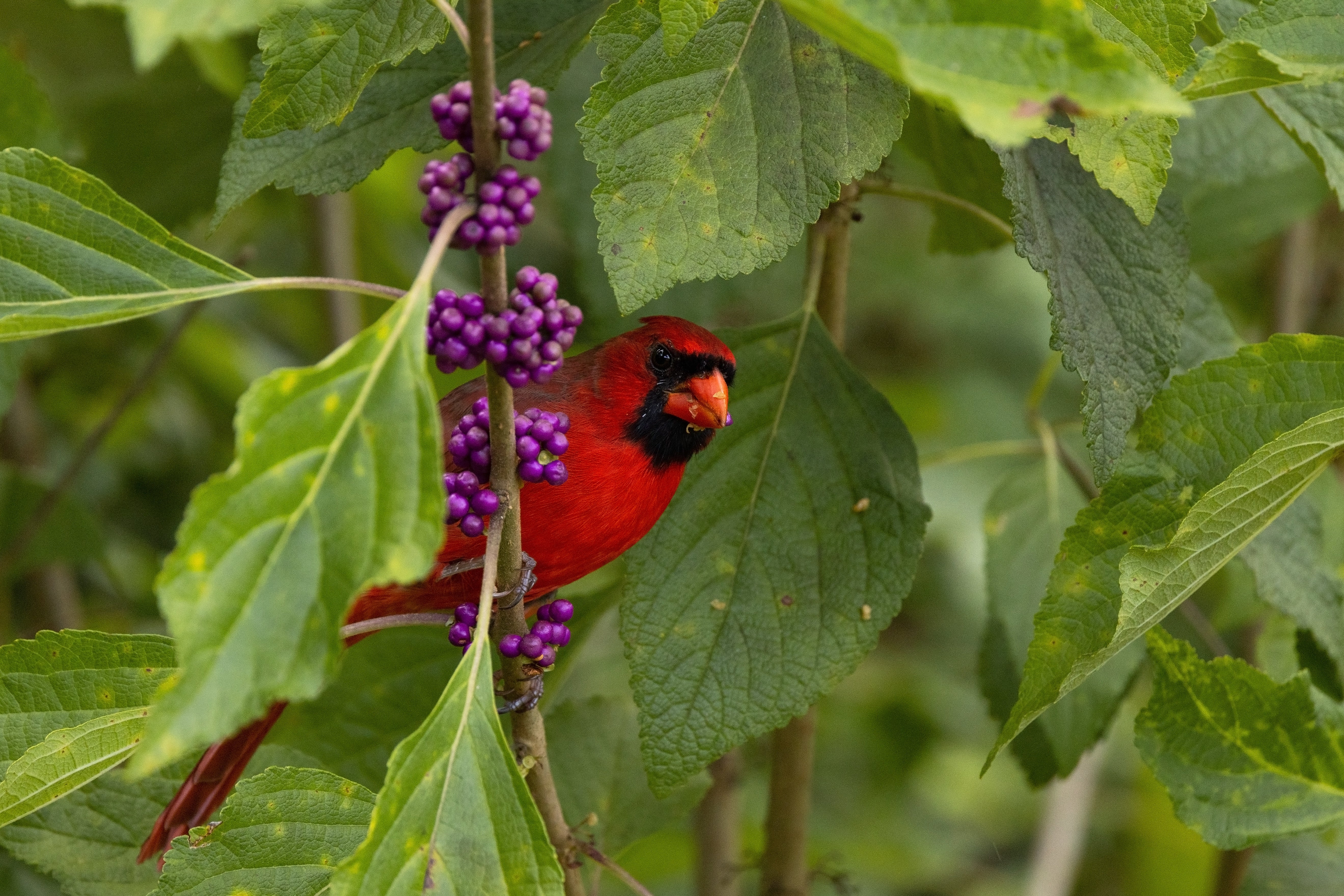 How to Create a Wildlife-Friendly Yard With Native Fall Planting