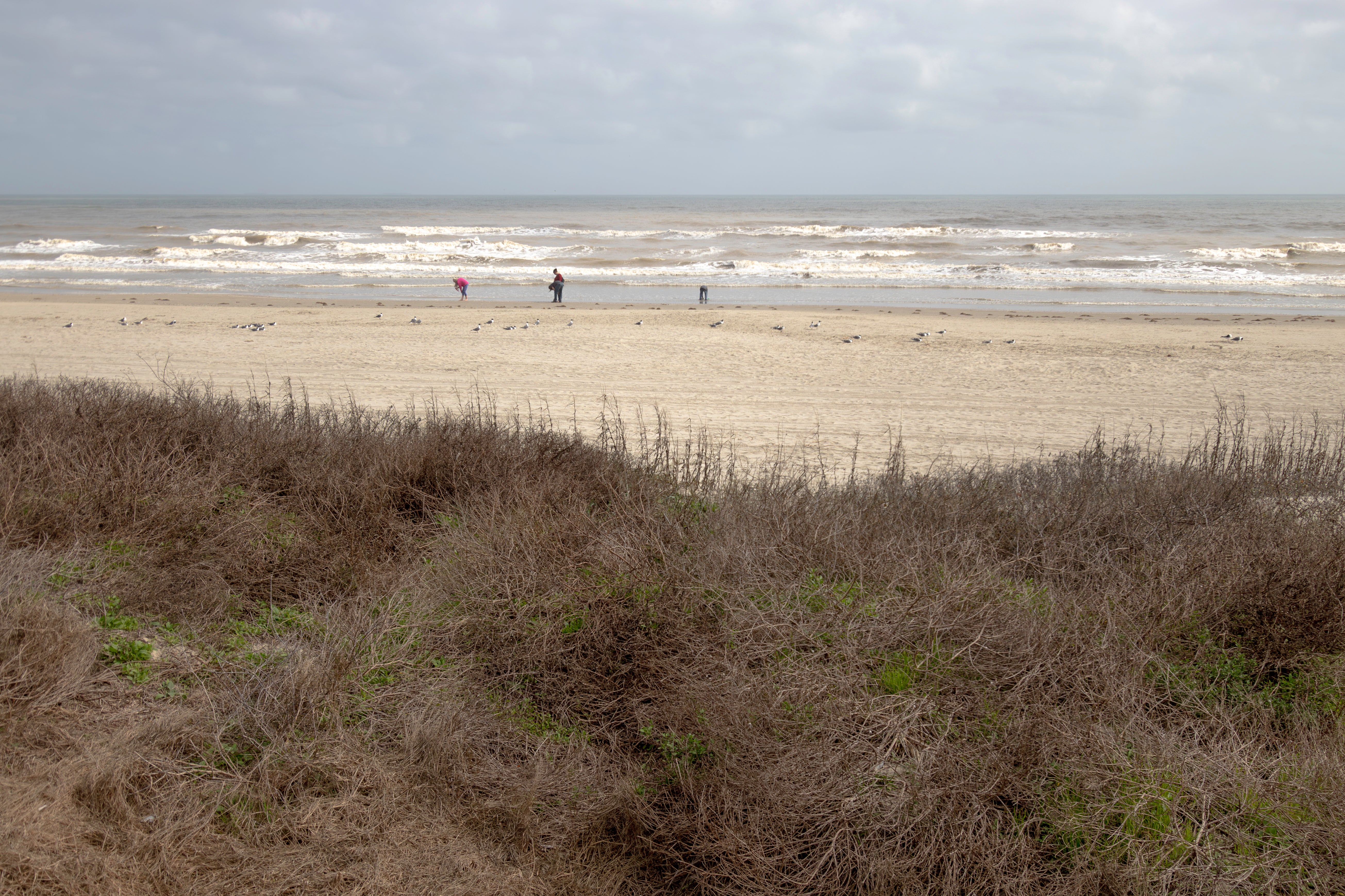 Gulf Coast Prairies & Marshes