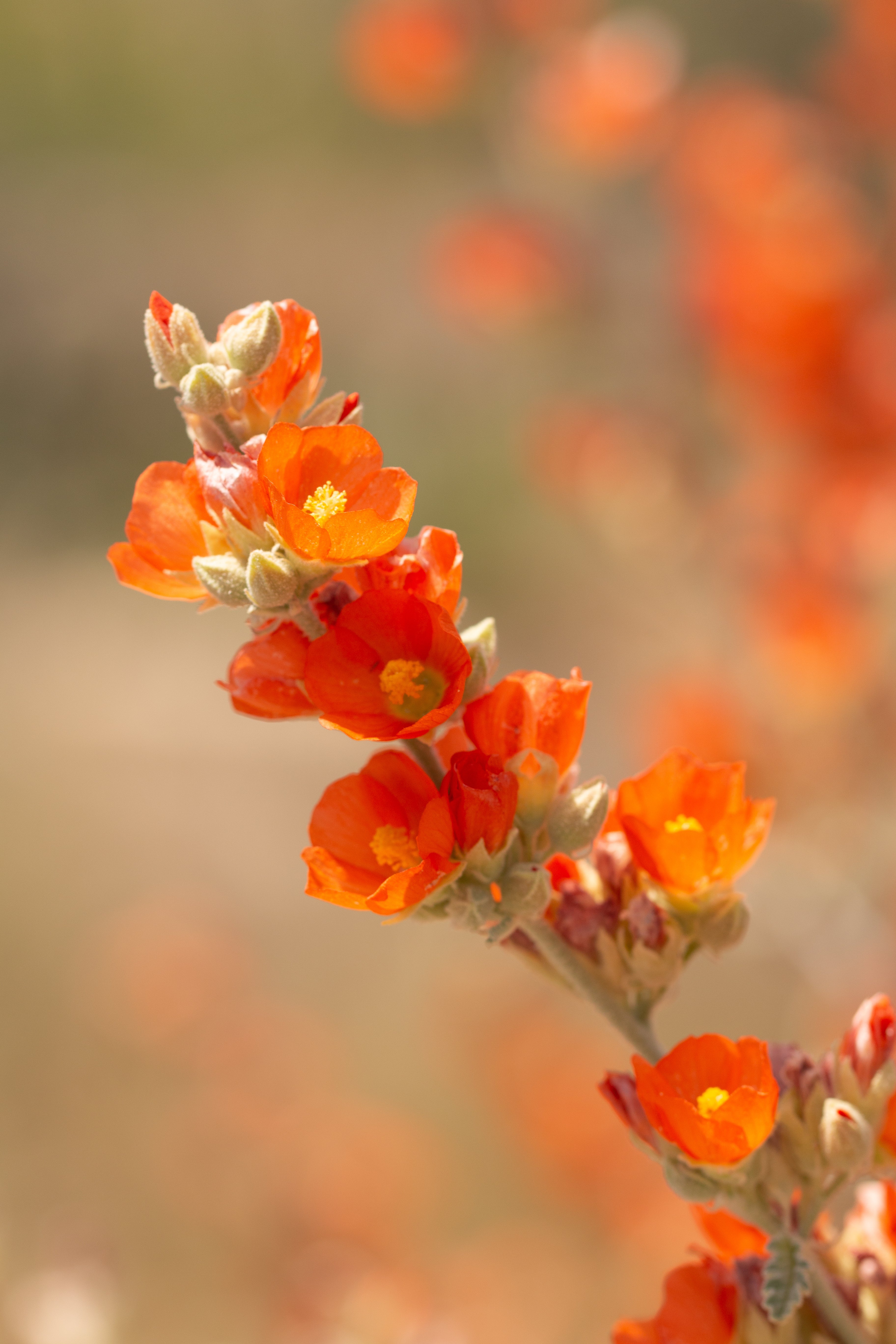 Drought Tolerant