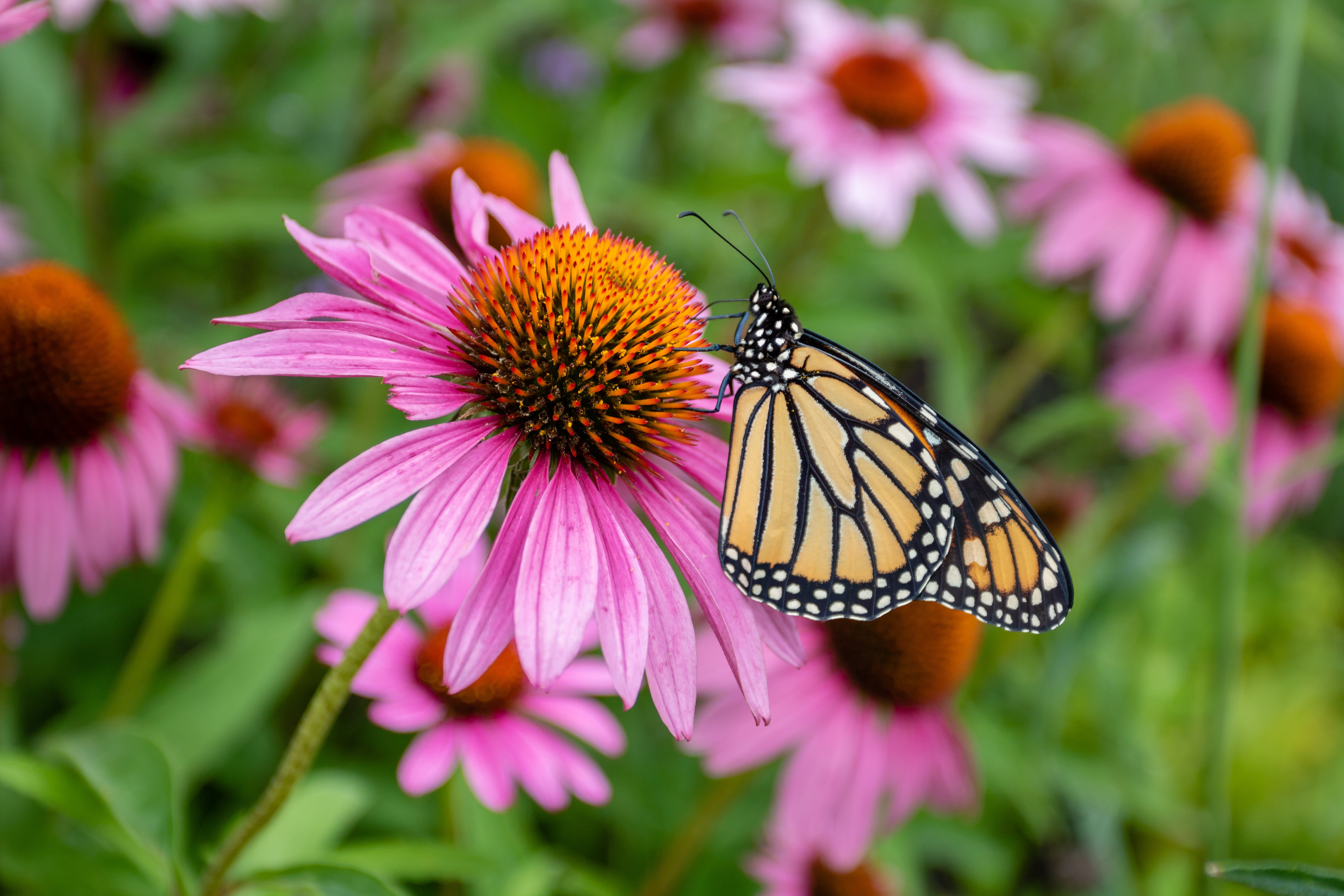 Pollinator Garden