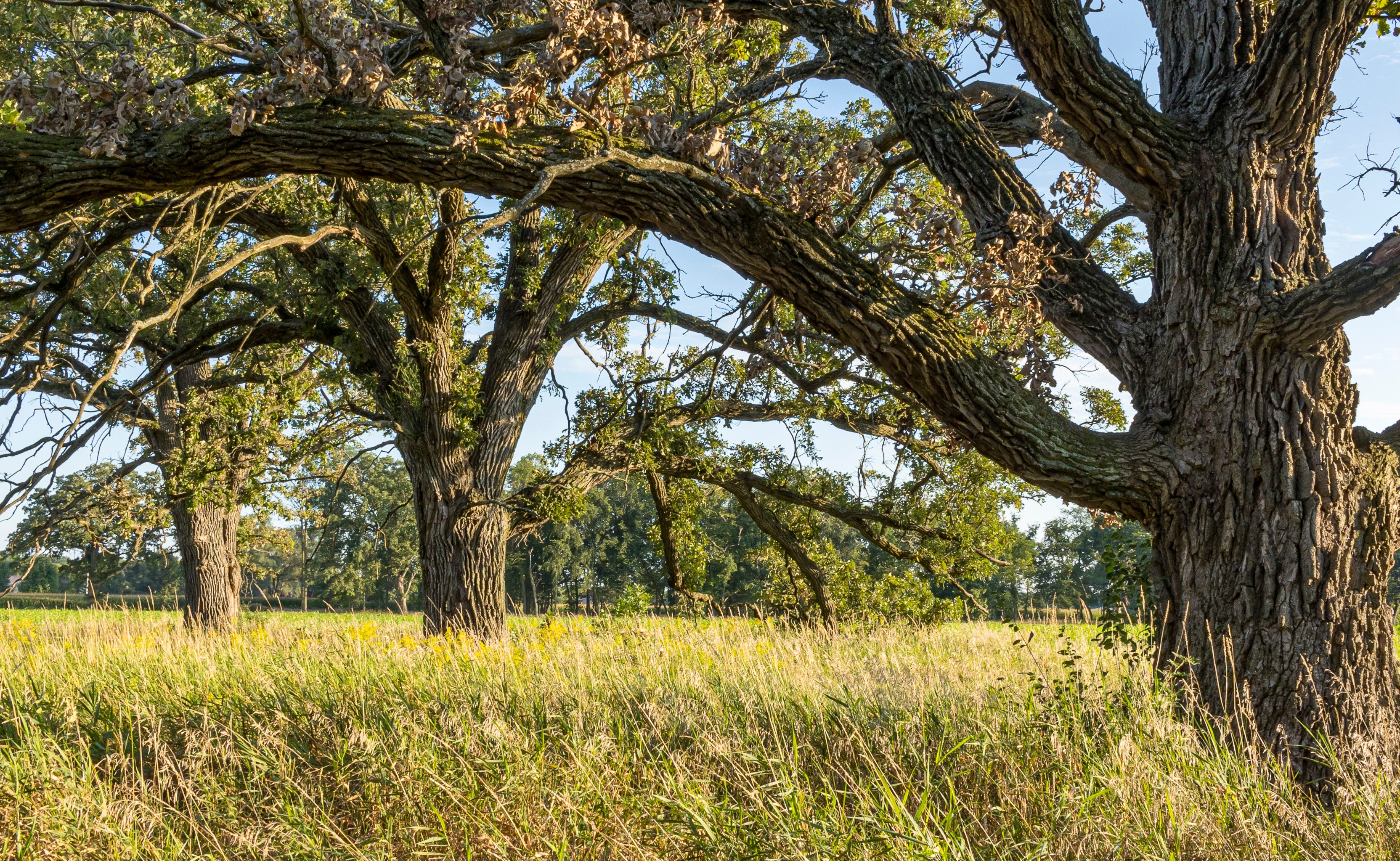 Cross Timbers