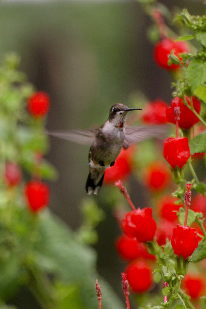 Hummingbird Garden