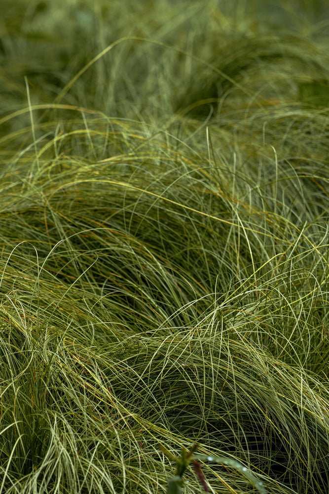 Native Grasses