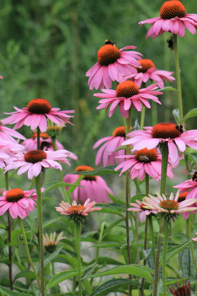 Medicinal Natives