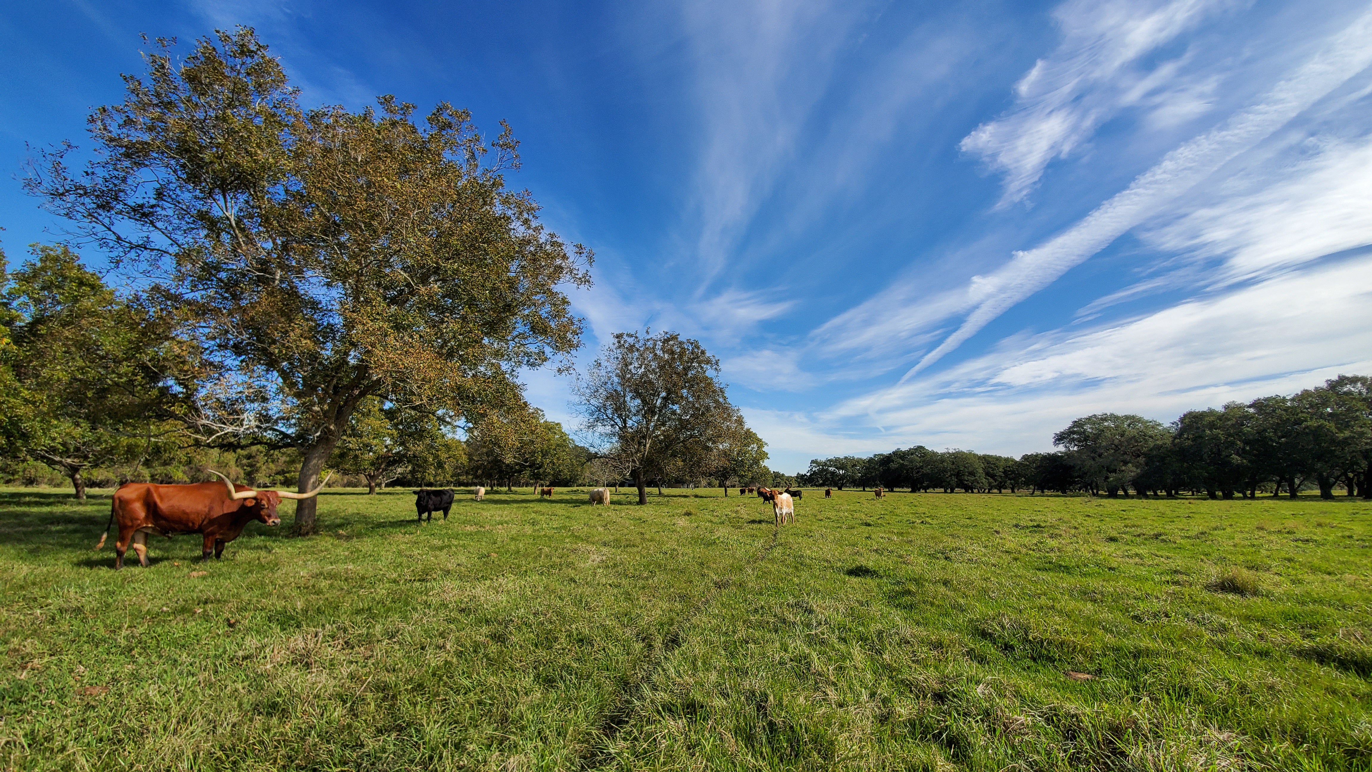 Texas Backland Prairie