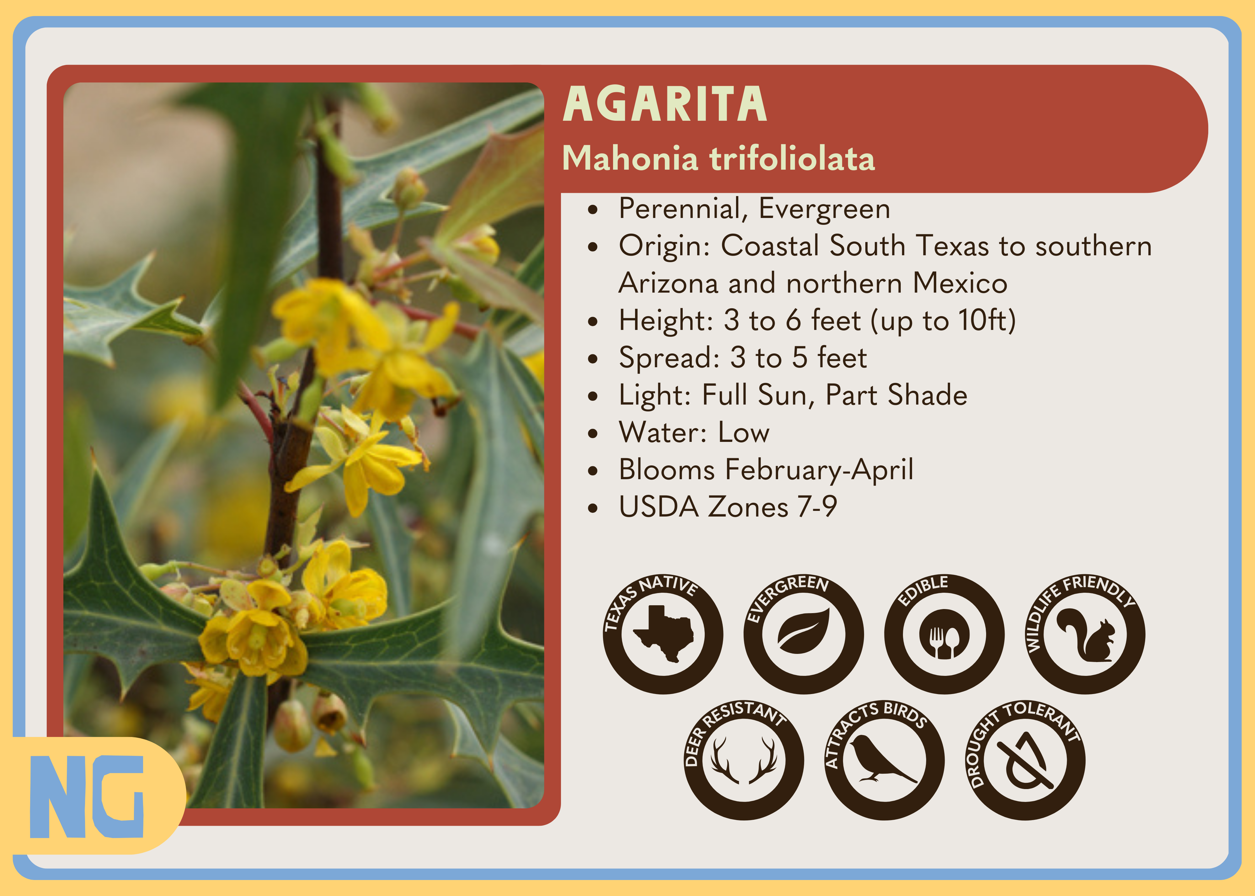 Agarita