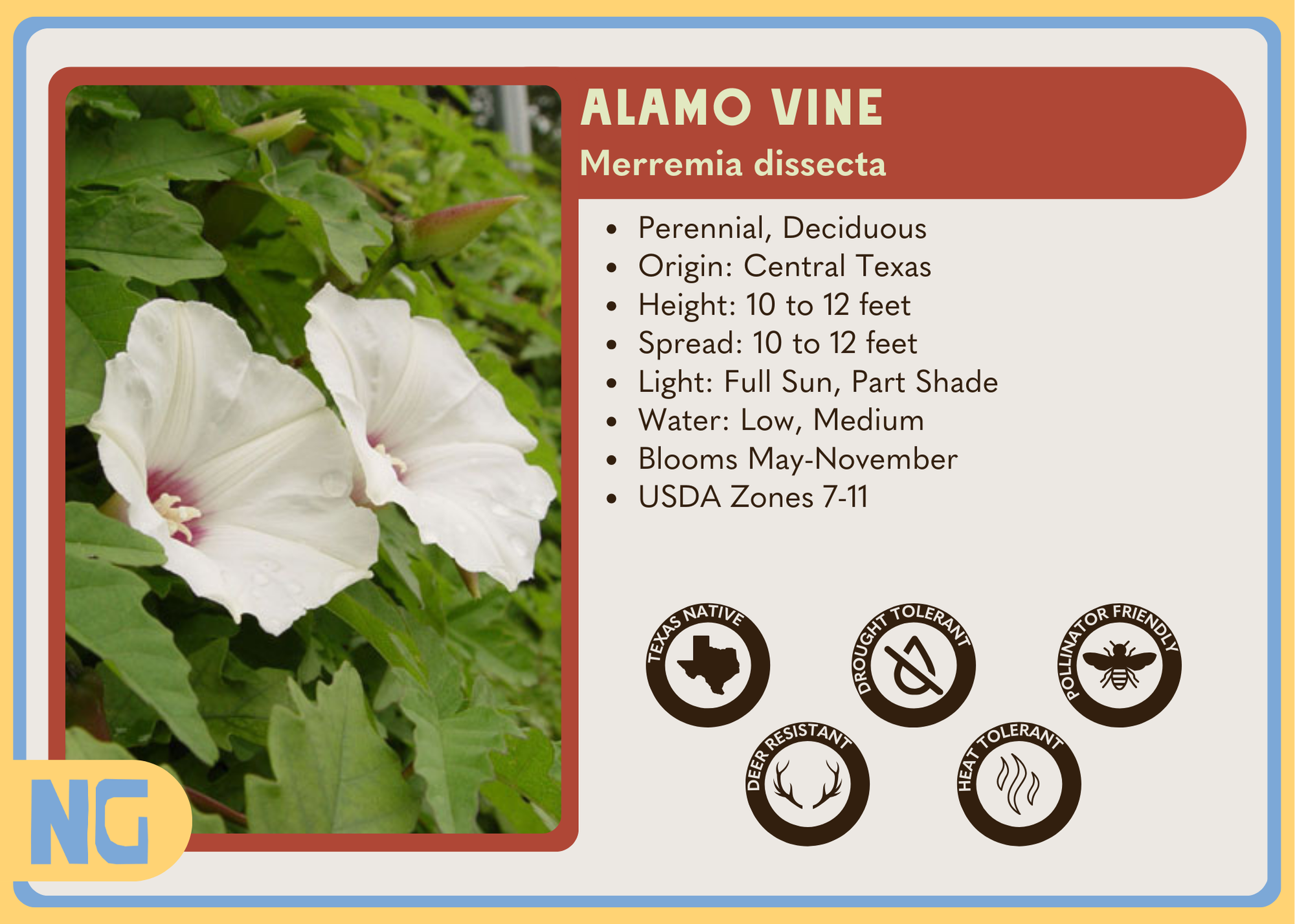 Alamo Vine