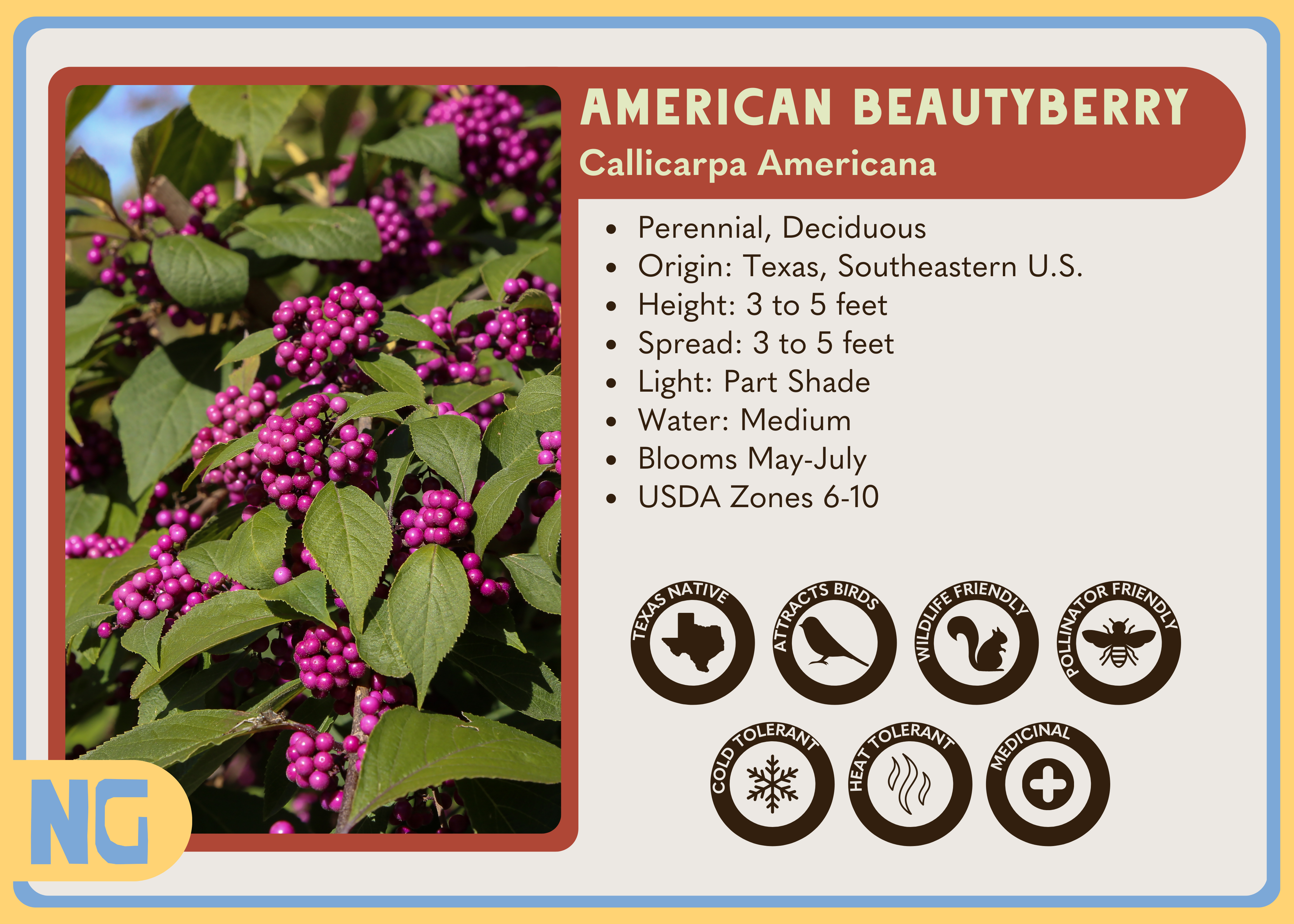 CALLICARPA AMERICANA