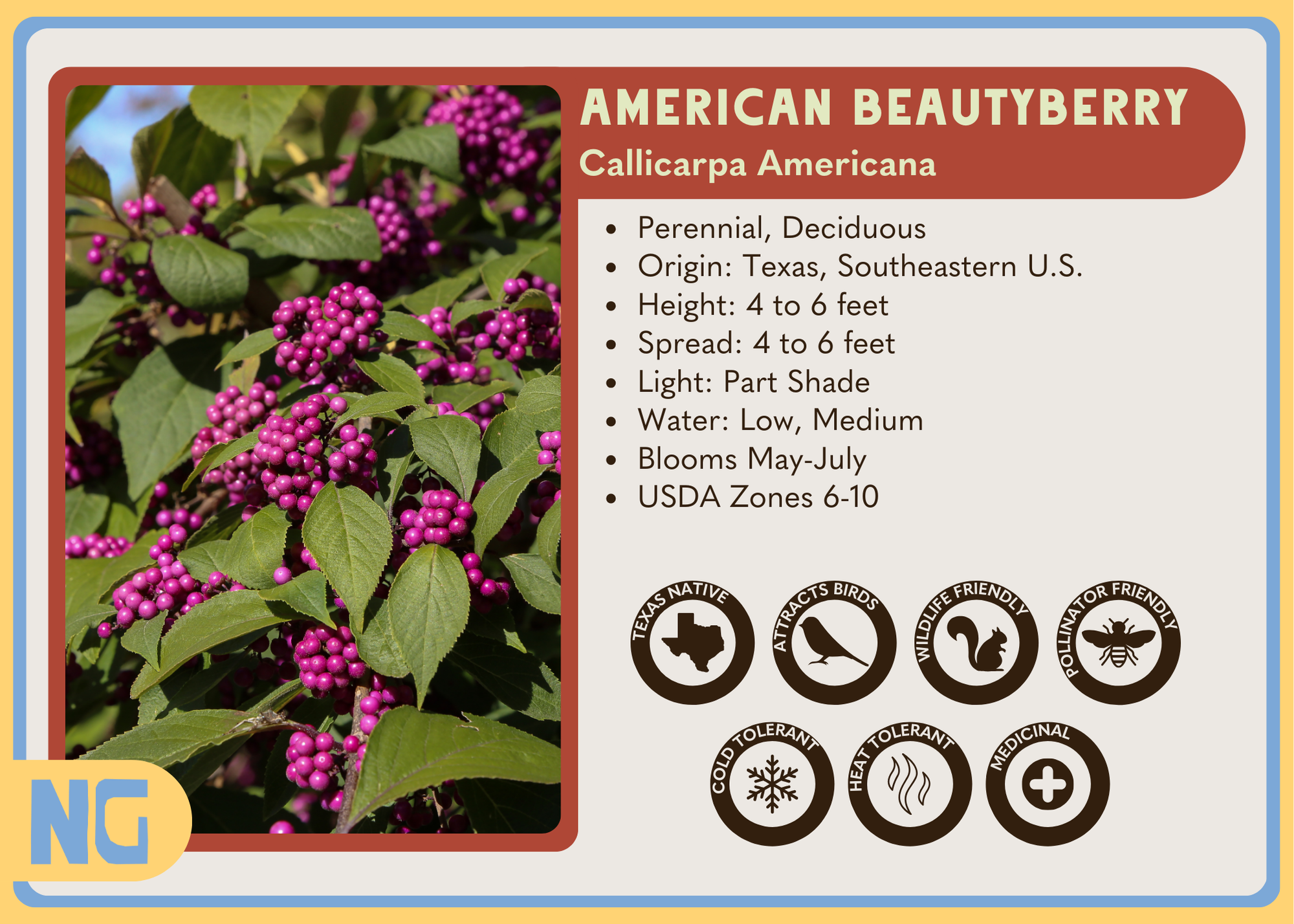 American Beautyberry