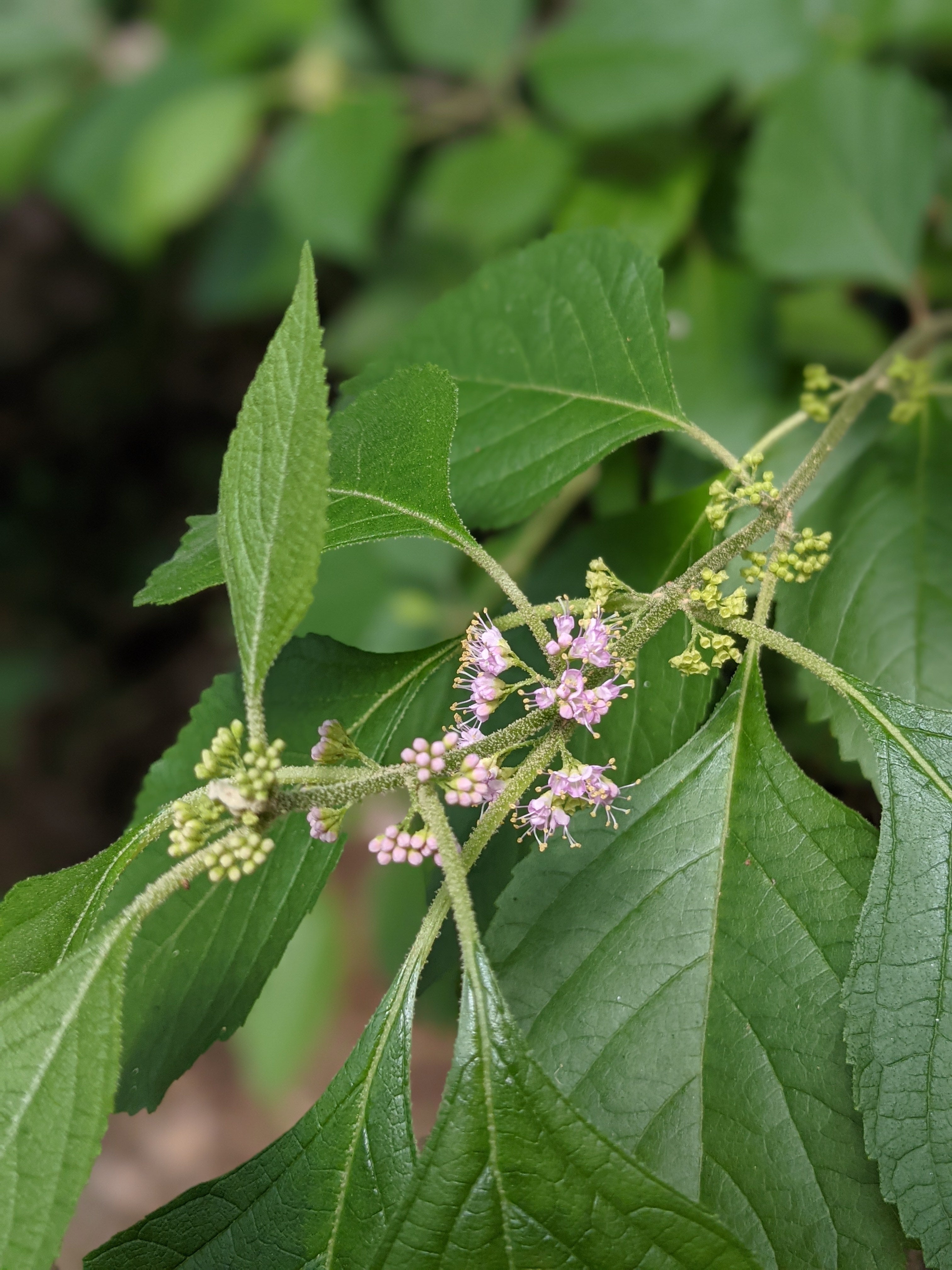 American Beautyberry