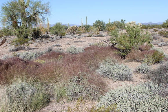 Muhlenbergia utilis