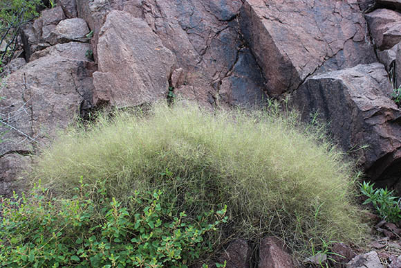 Muhlenbergia utilis