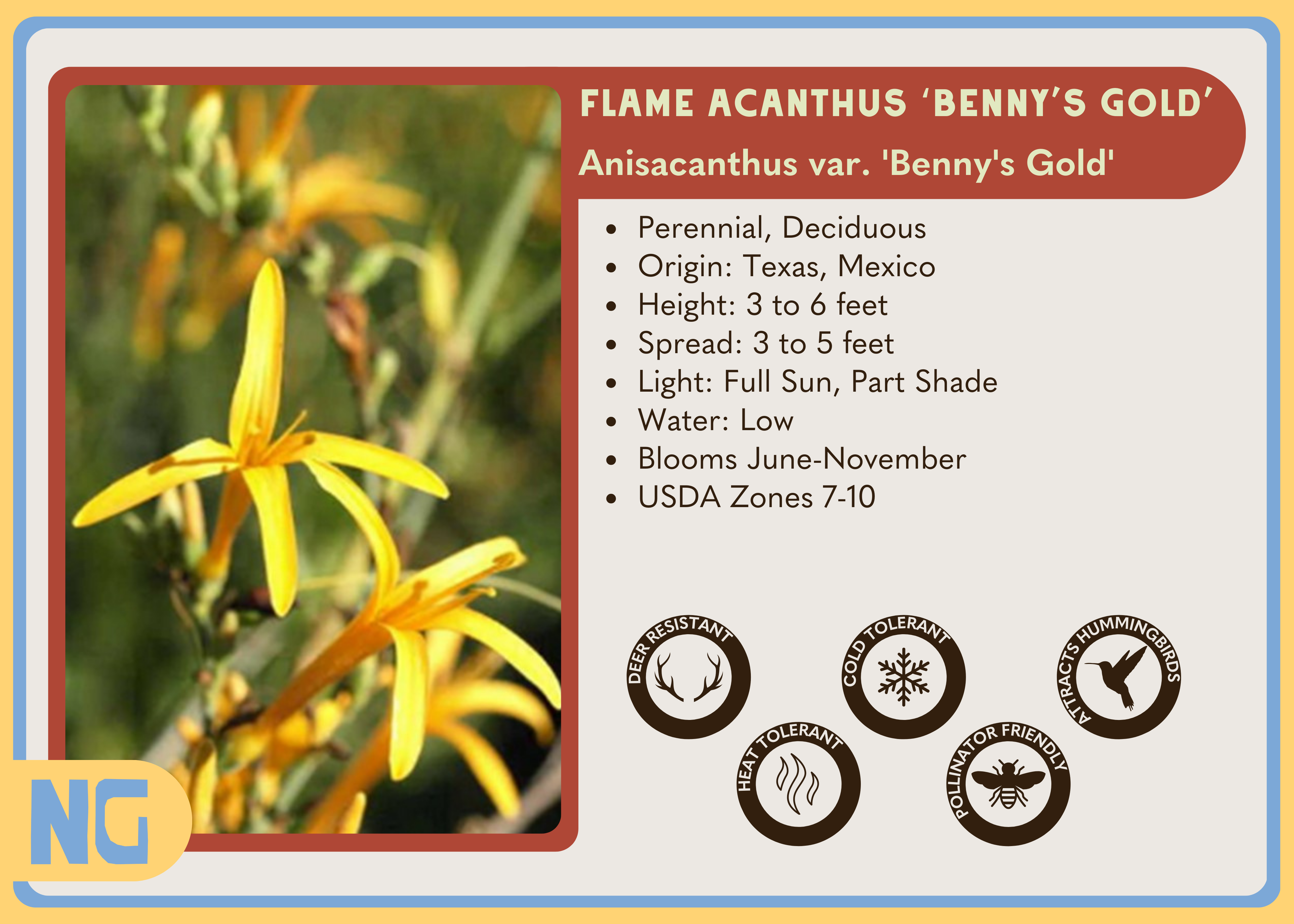 Flame Acanthus 'Benny's Gold'