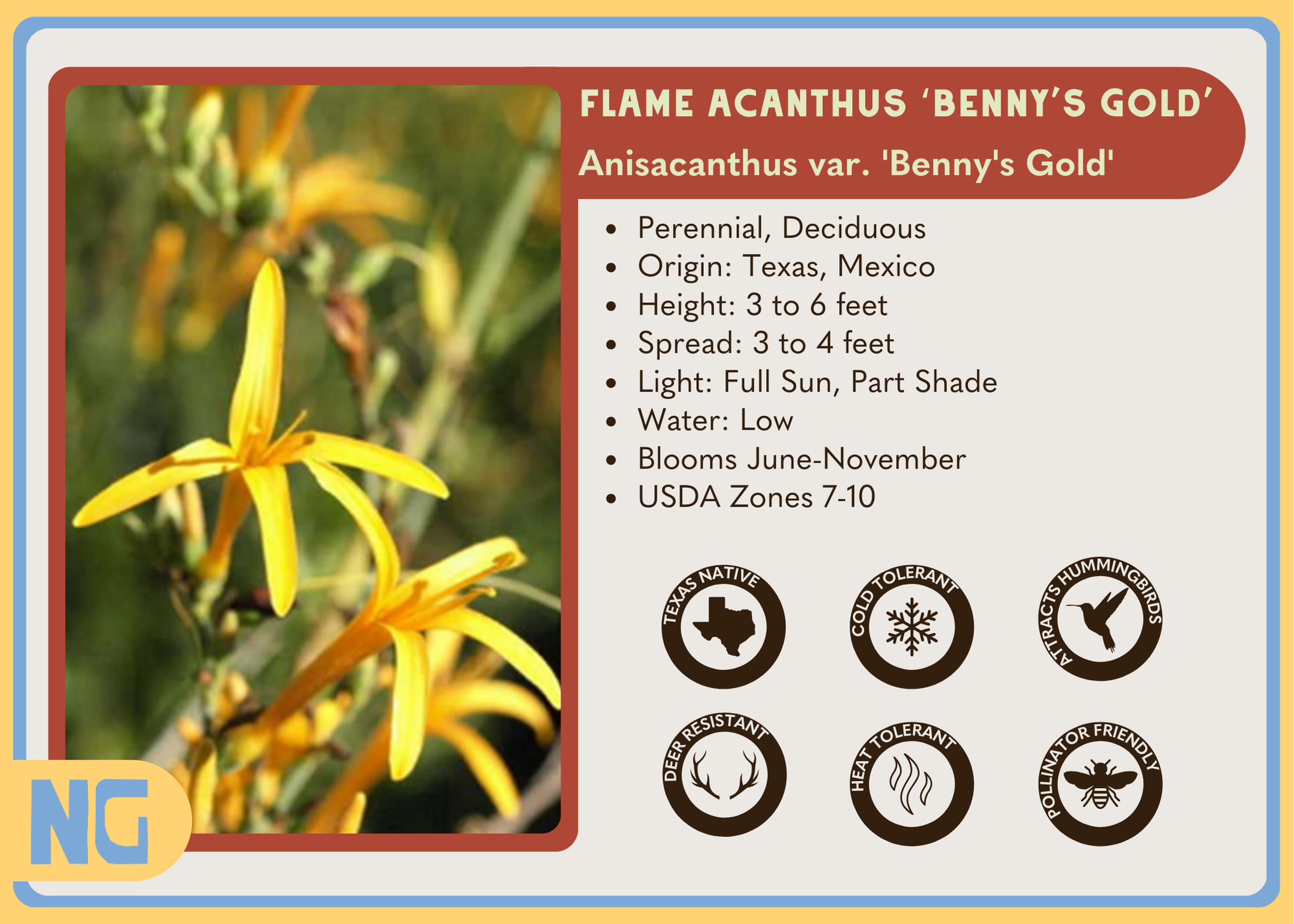 Flame Acanthus 'Benny's Gold'