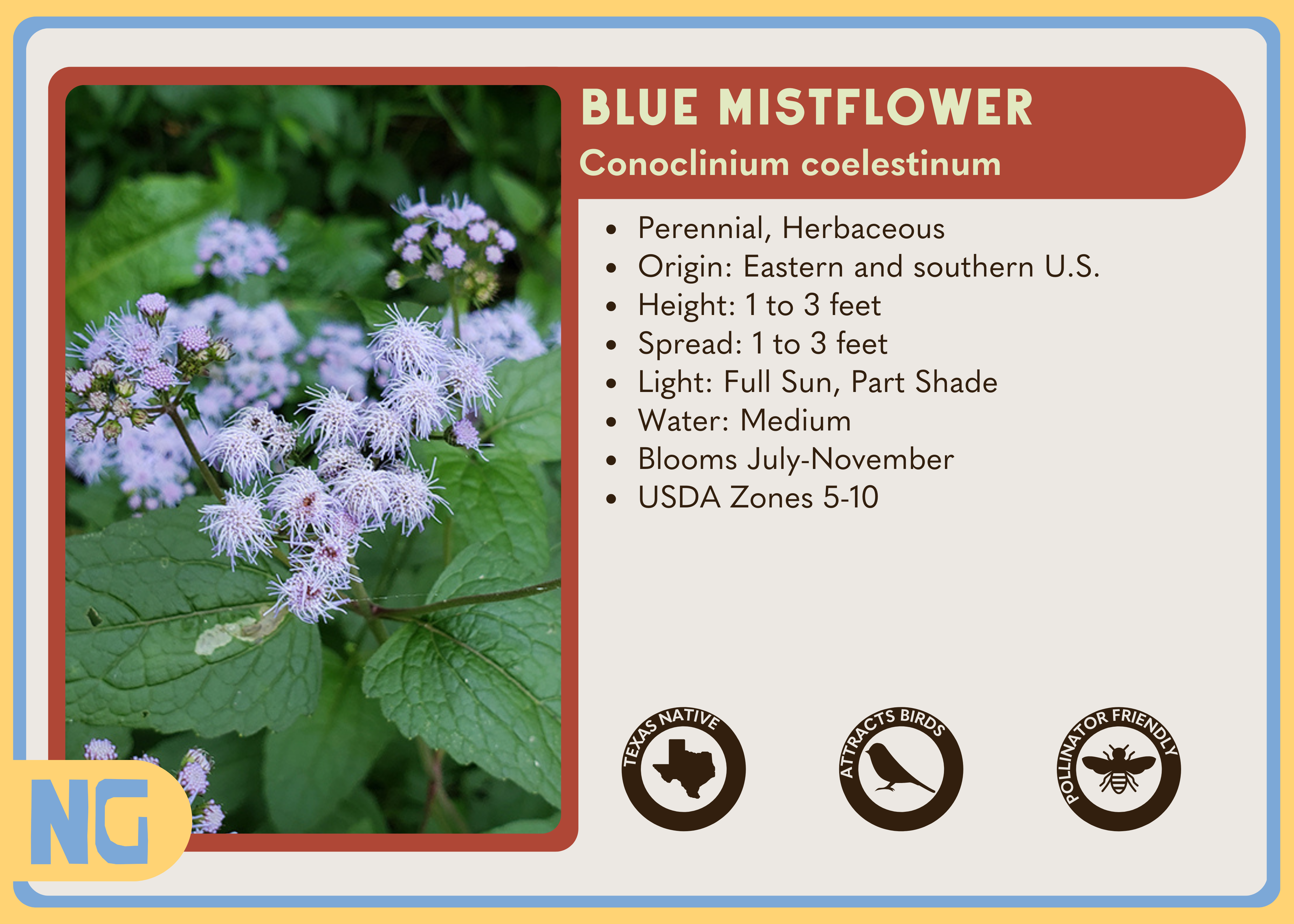 Blue Mistflower