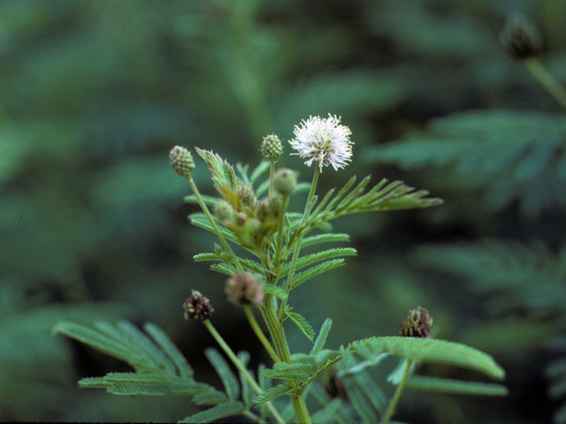 Bundleflower