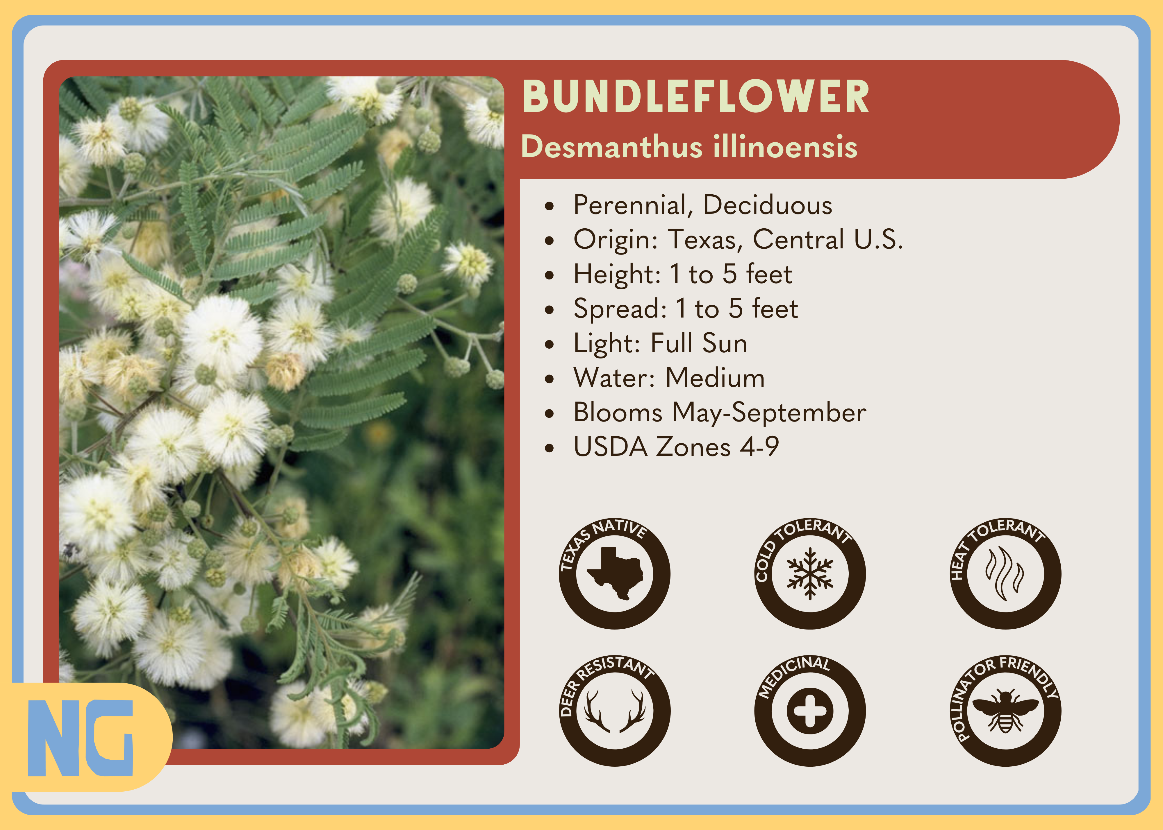 Bundleflower