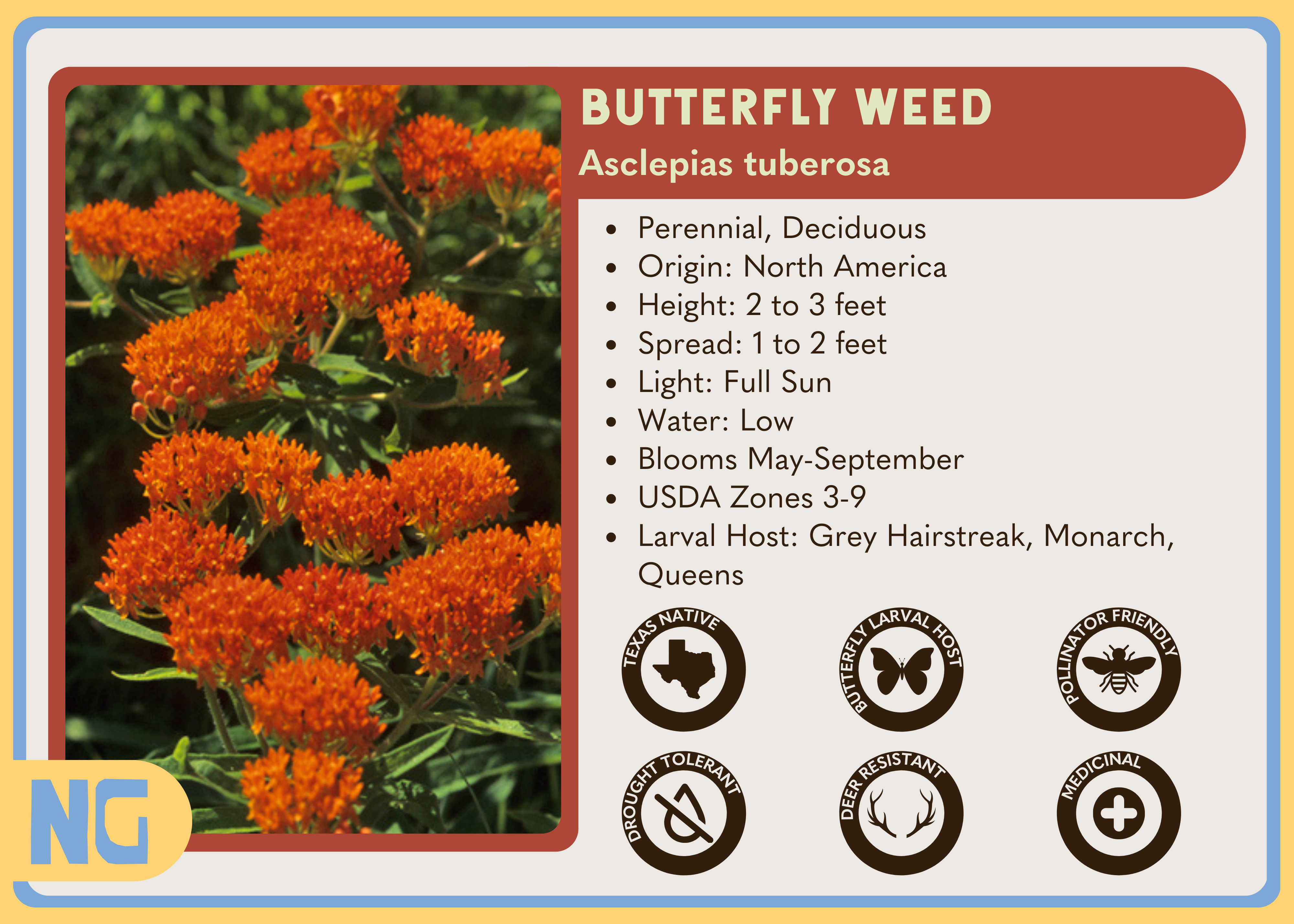 Butterfly Weed