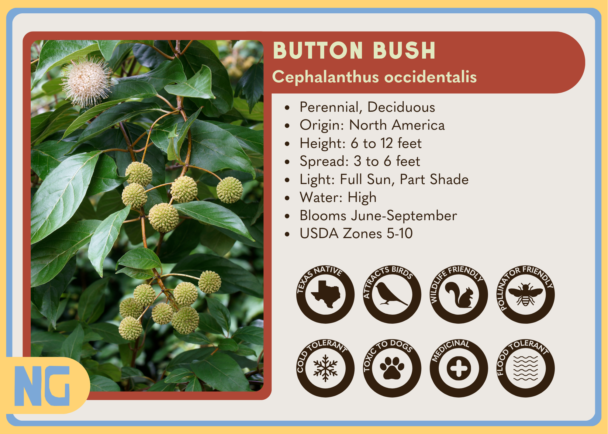 Button Bush