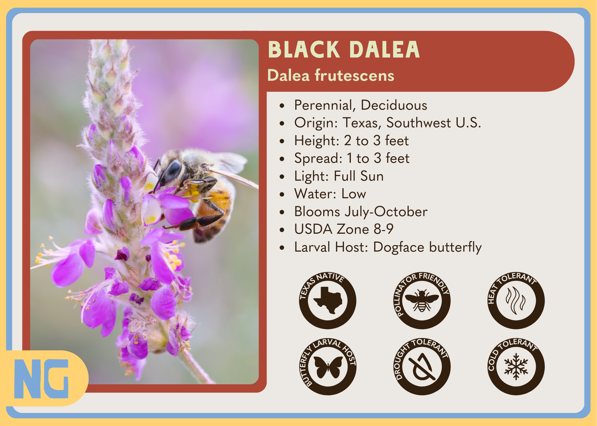 Black Dalea