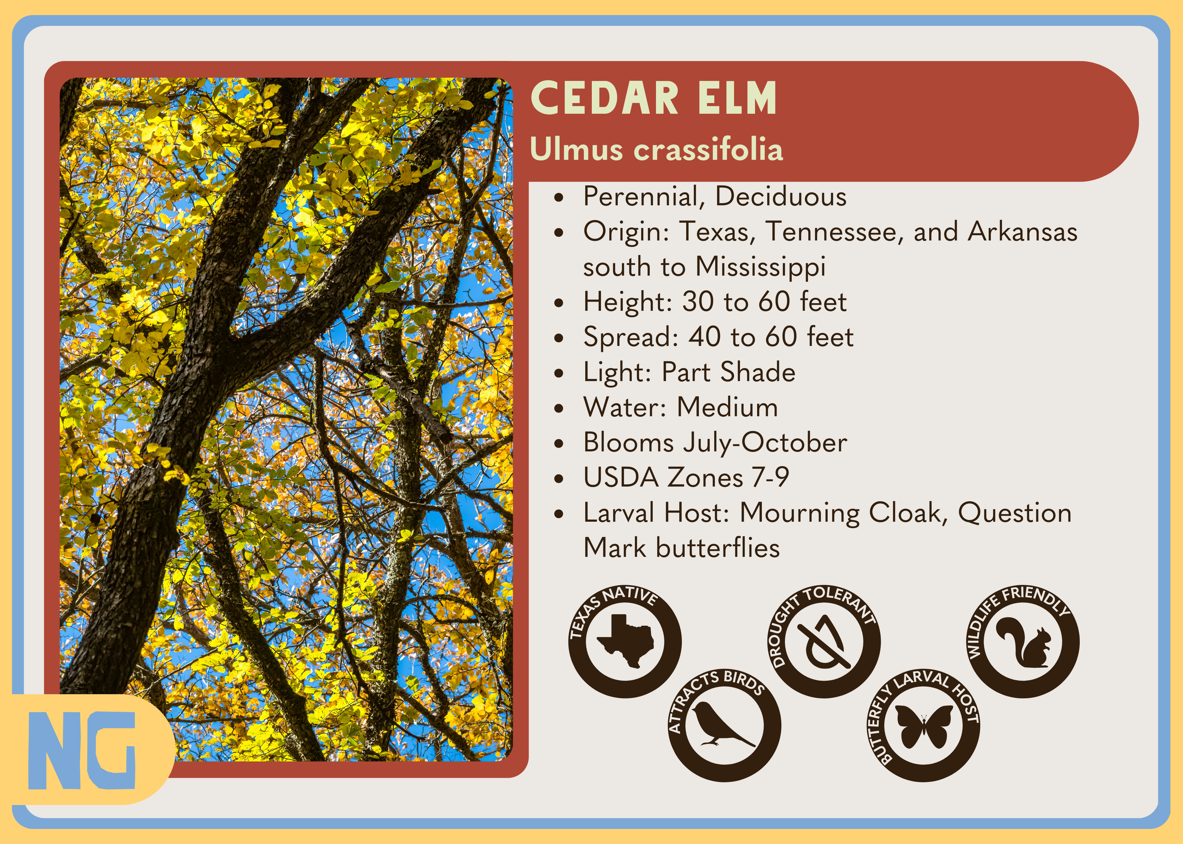 Cedar Elm