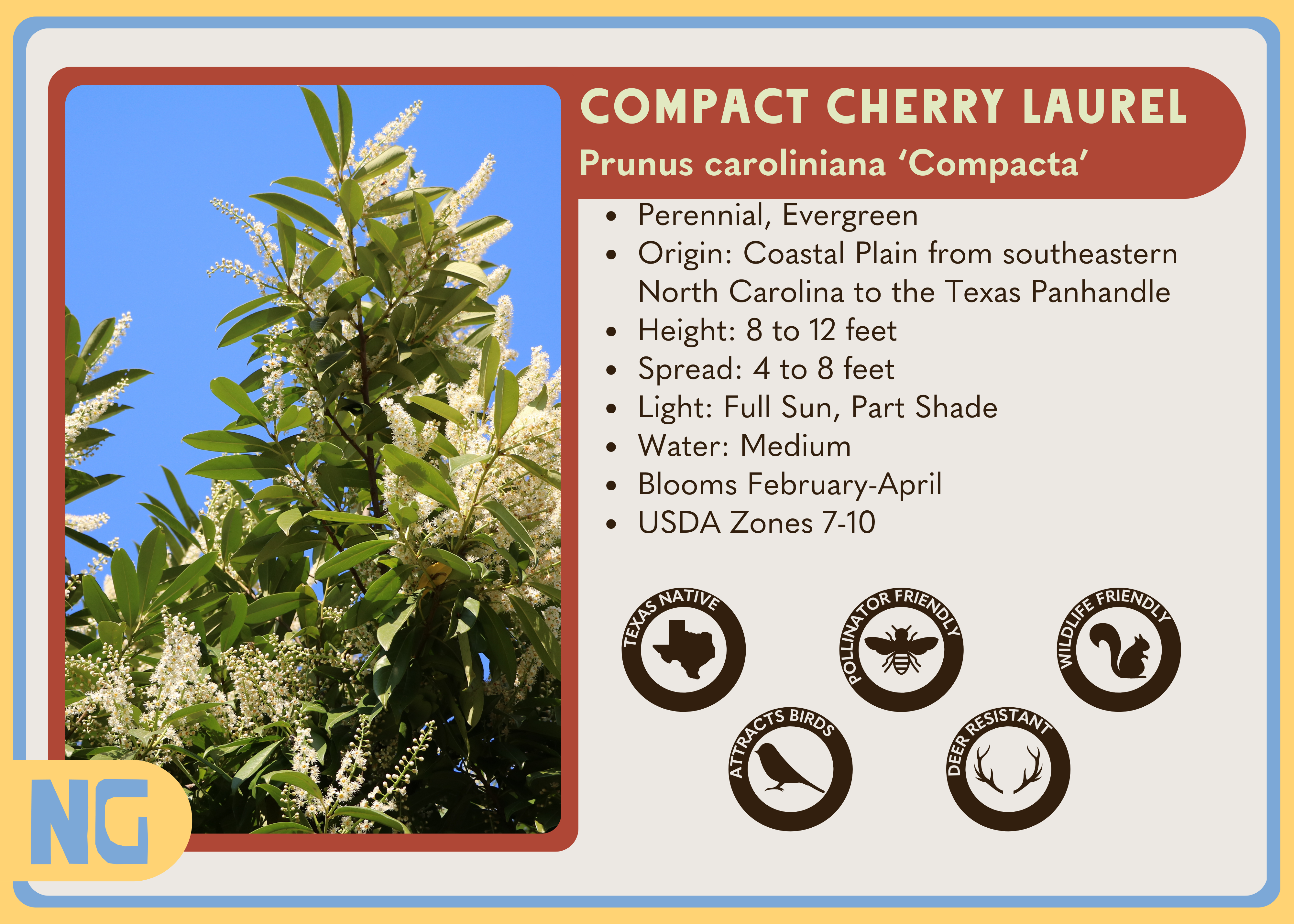 Compact Cherry Laurel