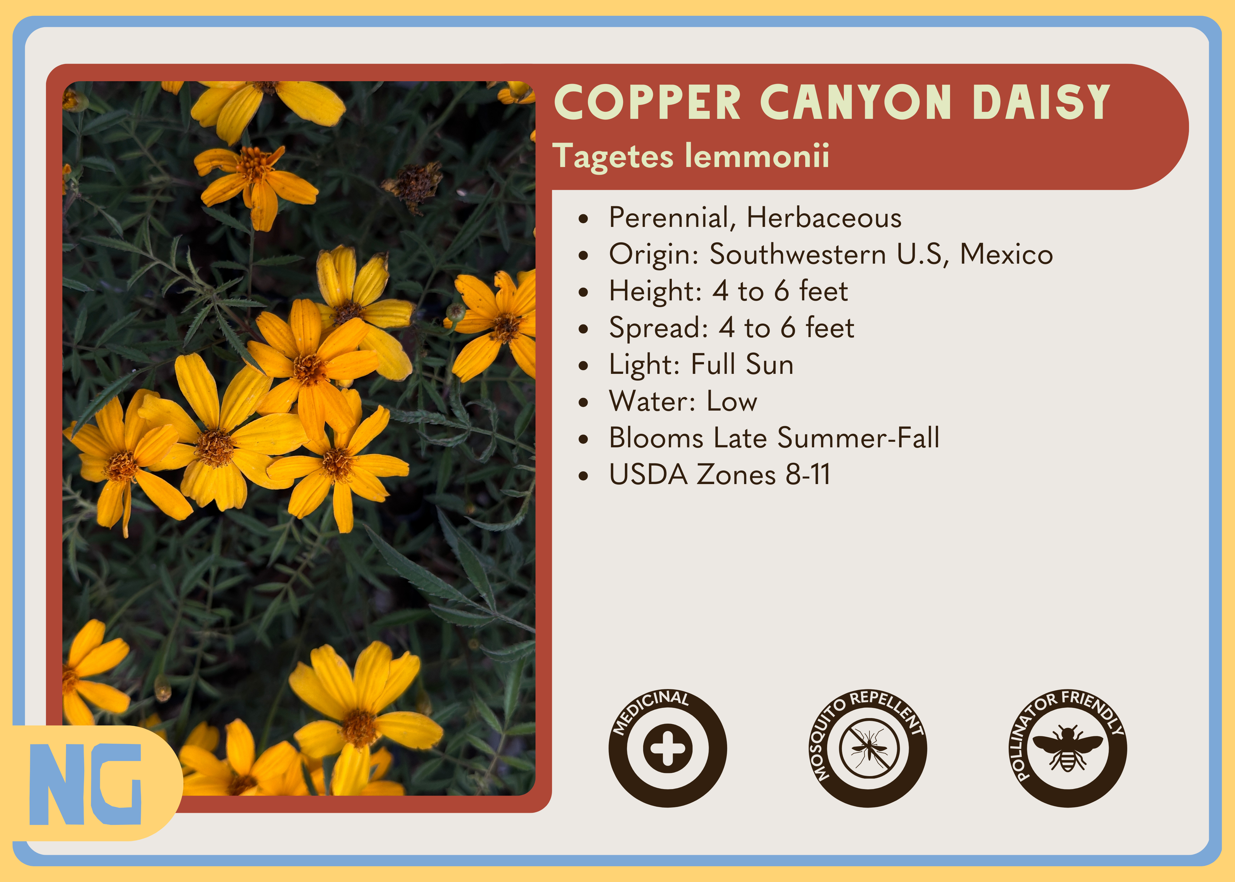 Copper Canyon Daisy