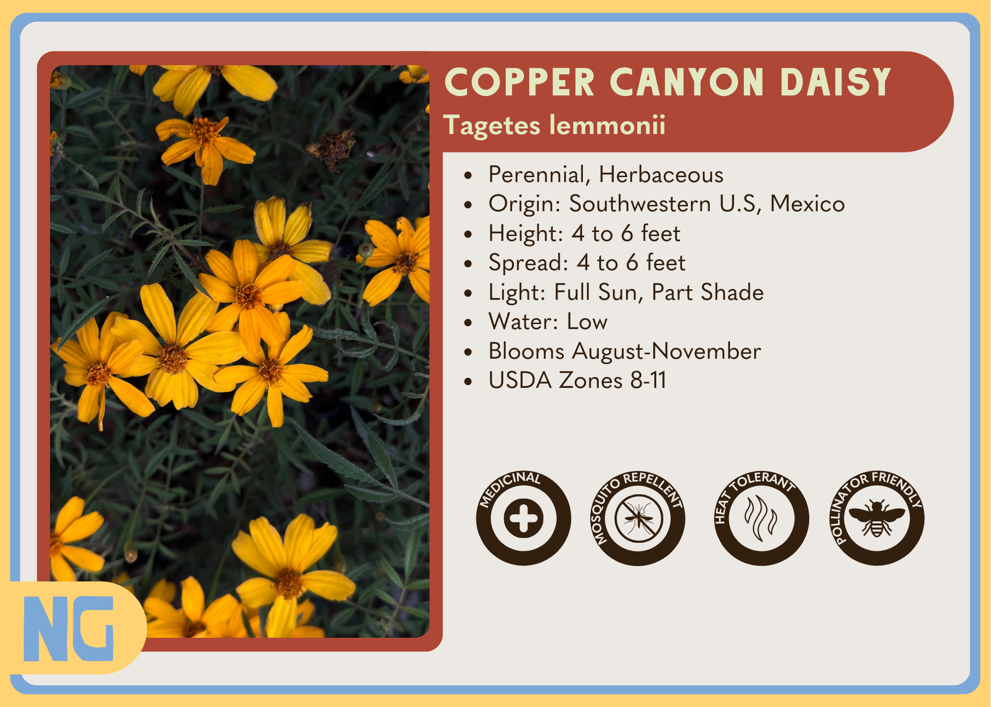 Copper Canyon Daisy