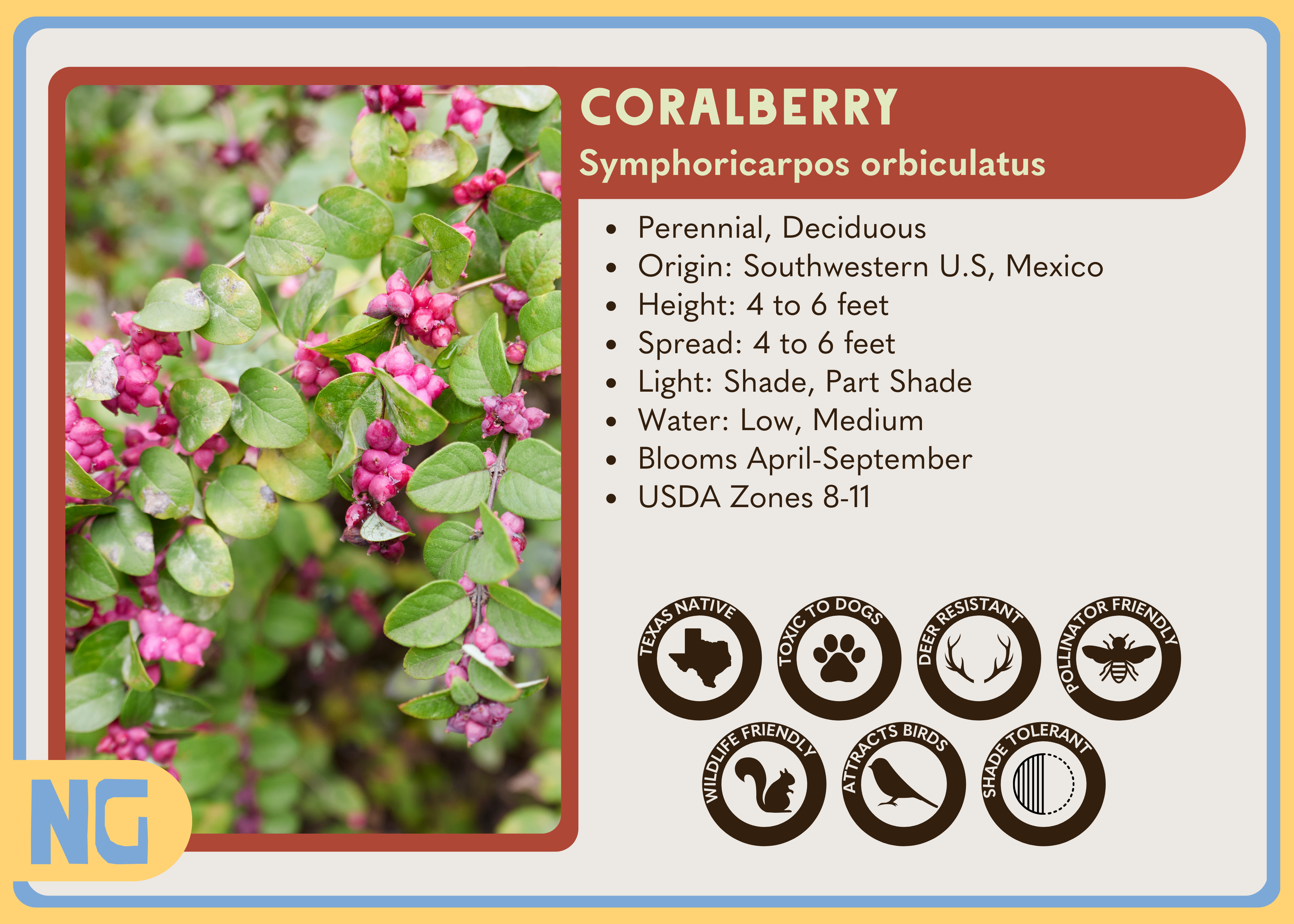 Coralberry