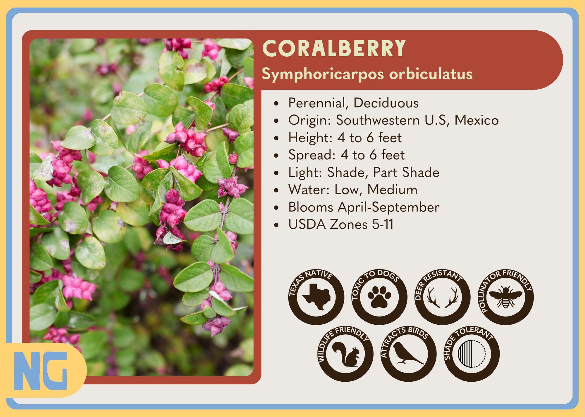 Coralberry