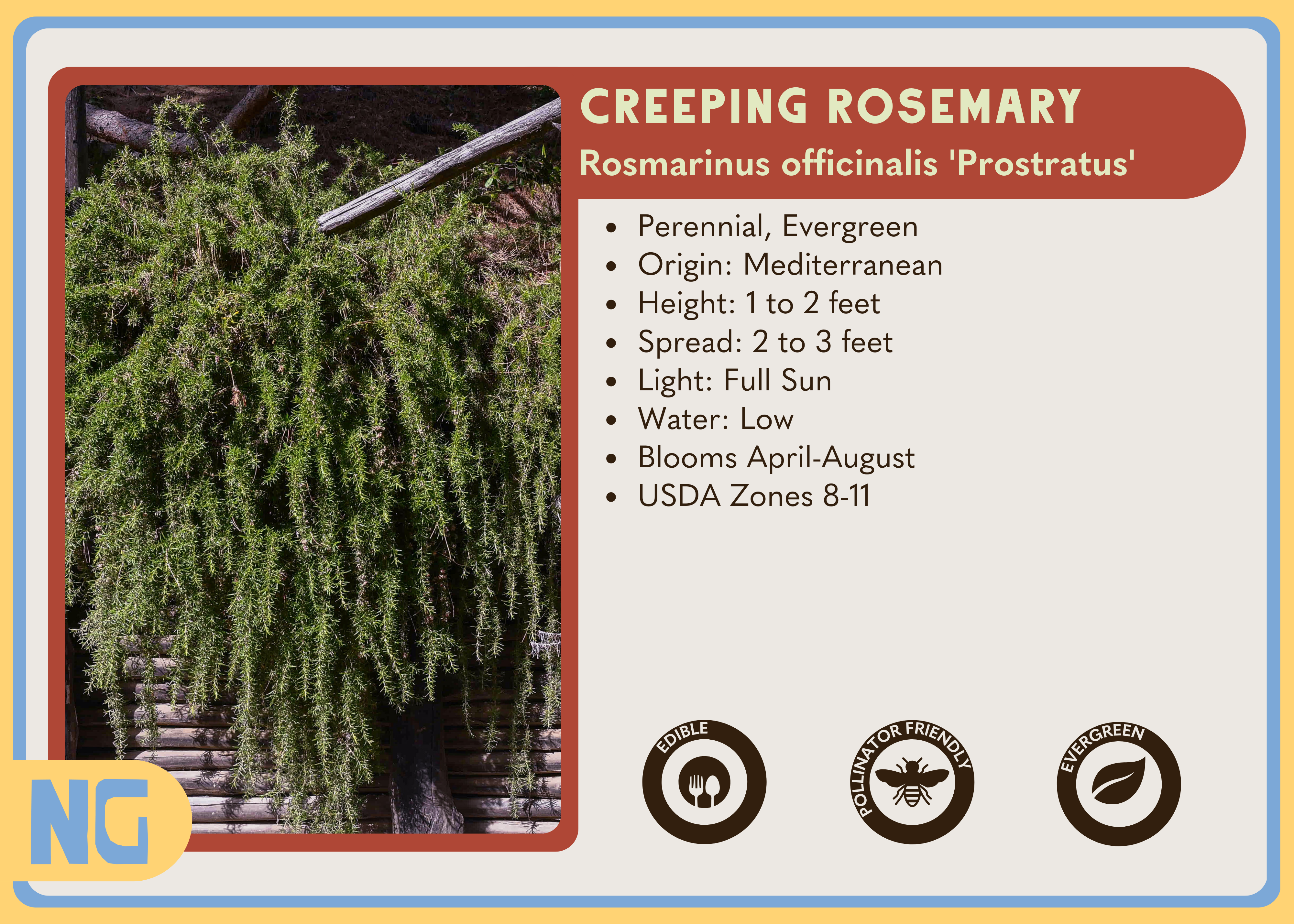 Creeping Rosemary