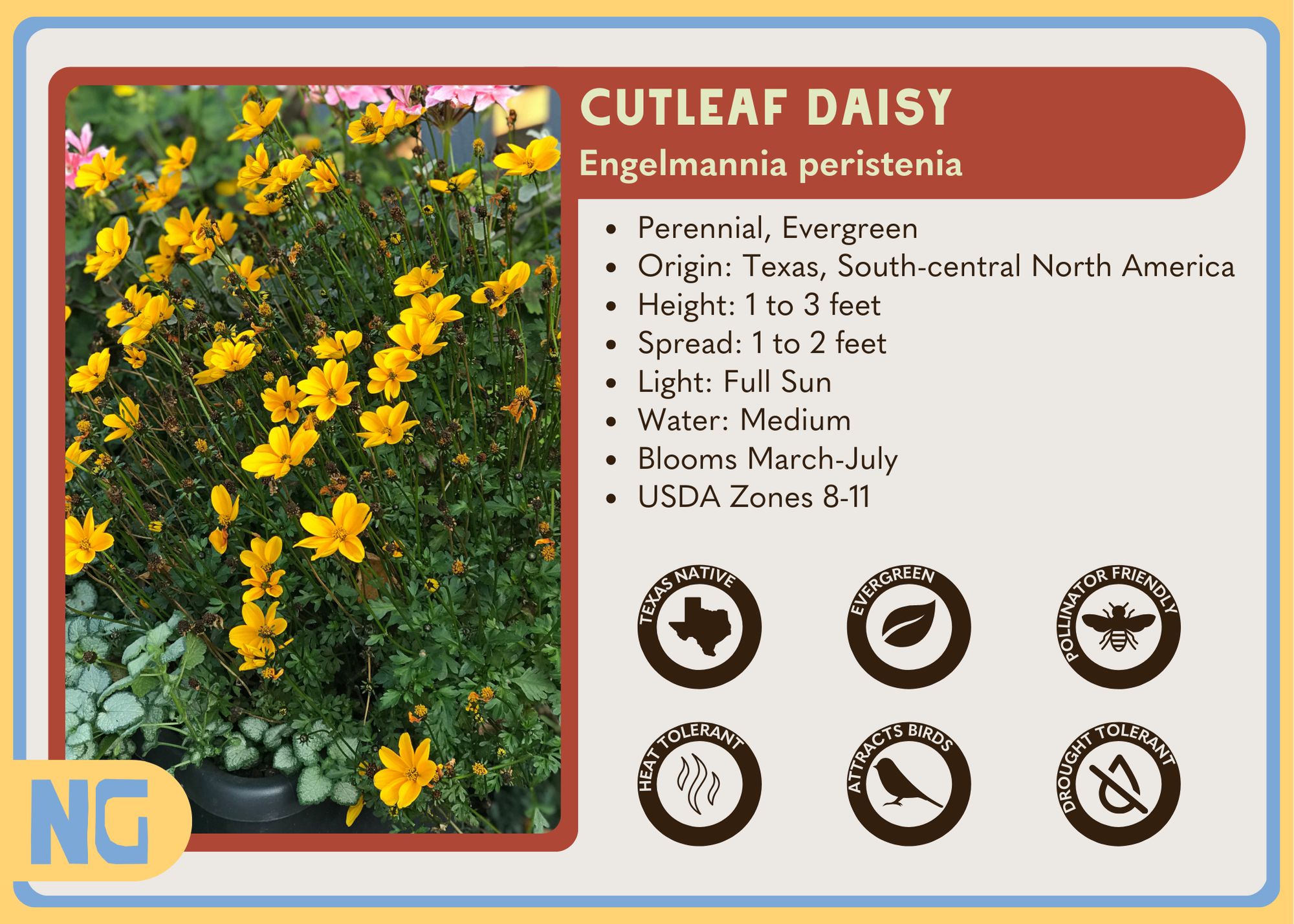 Cutleaf Daisy