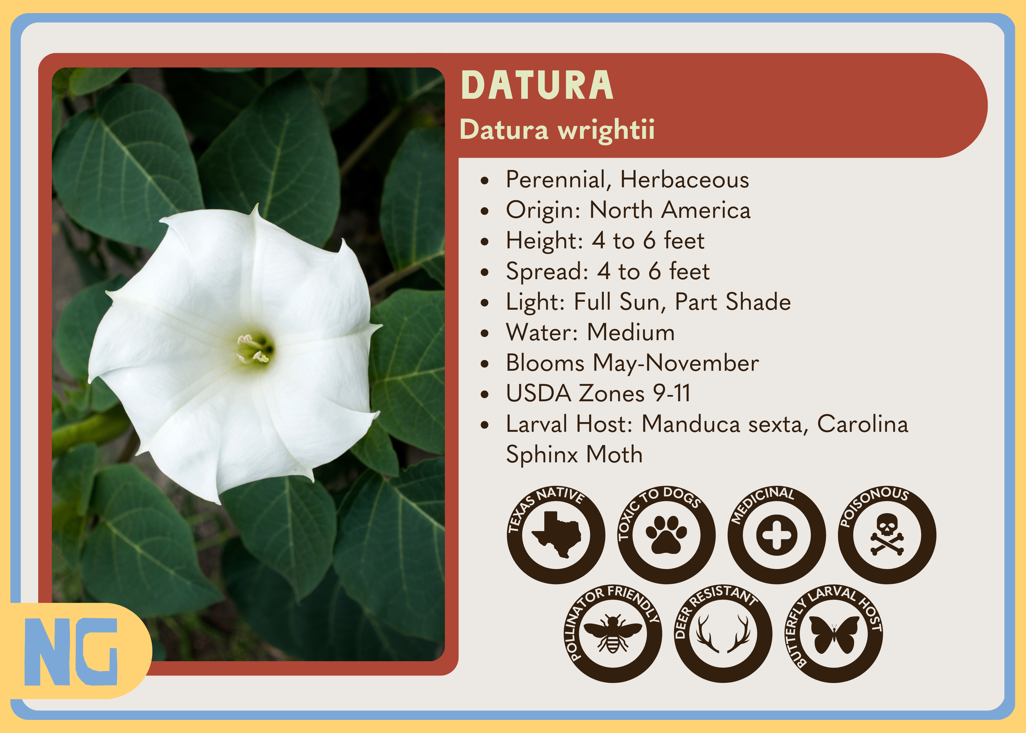 Datura