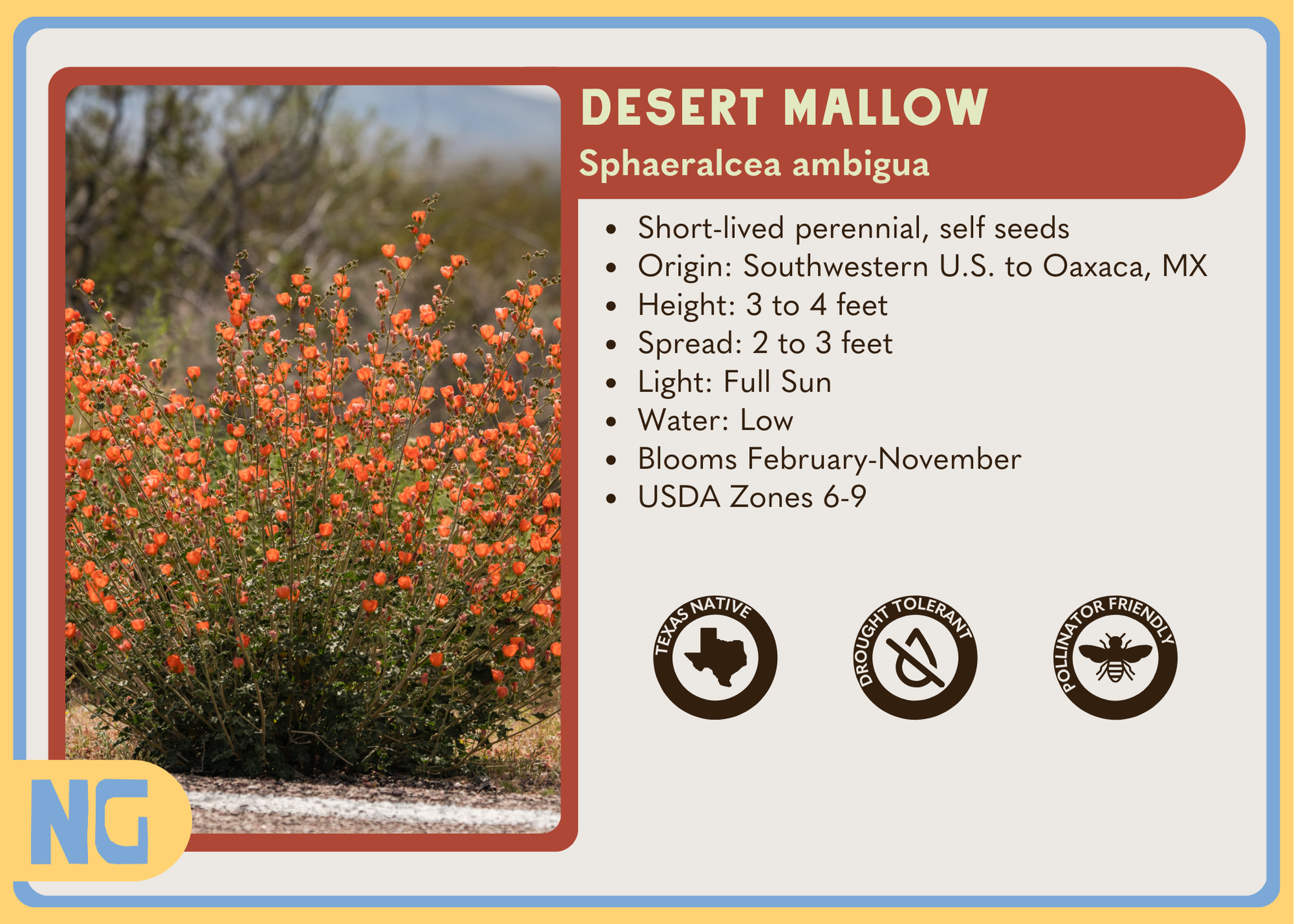 Desert Mallow