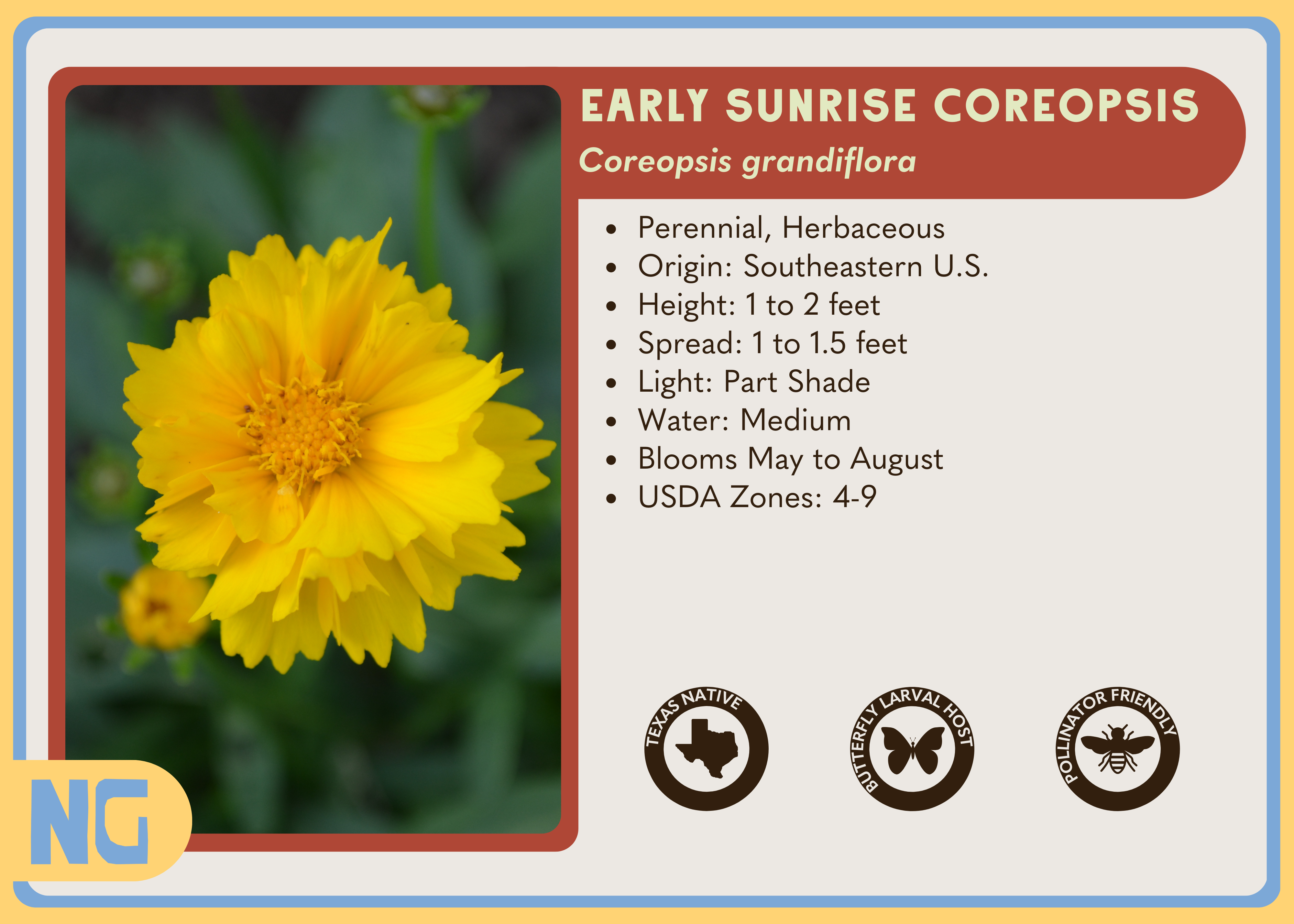 Early Sunrise Coreopsis