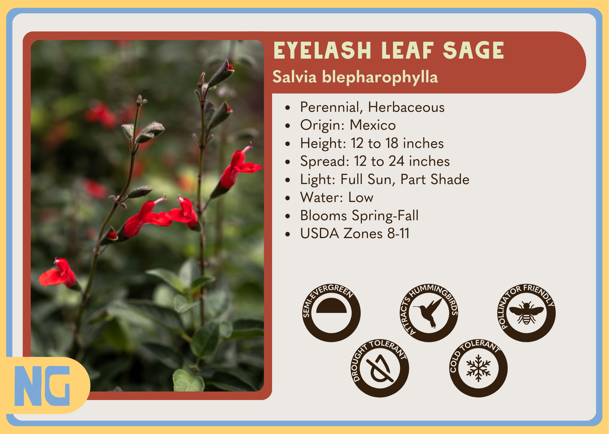 Eyelash Leaf Sage