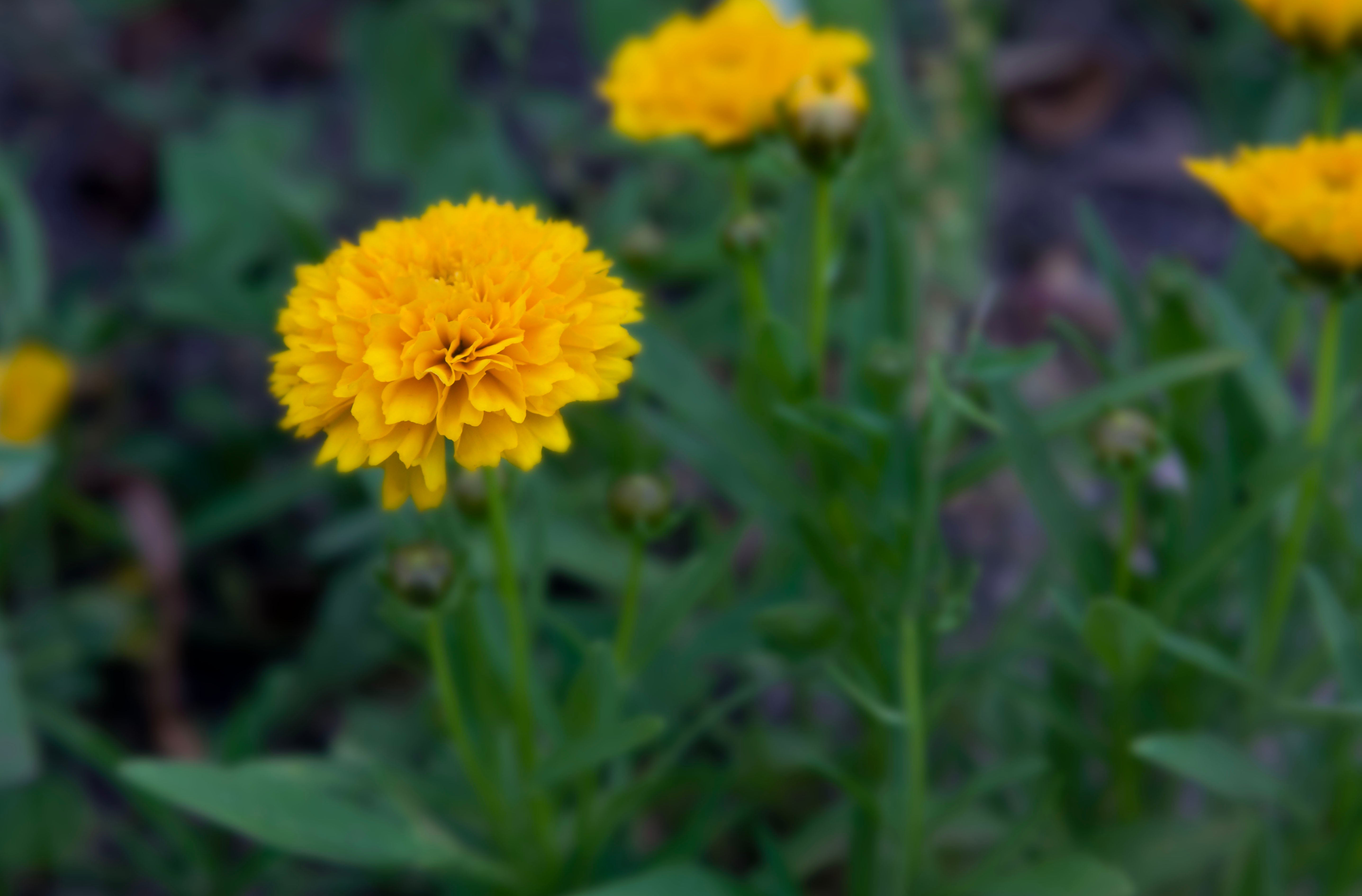 Early Sunrise Coreopsis