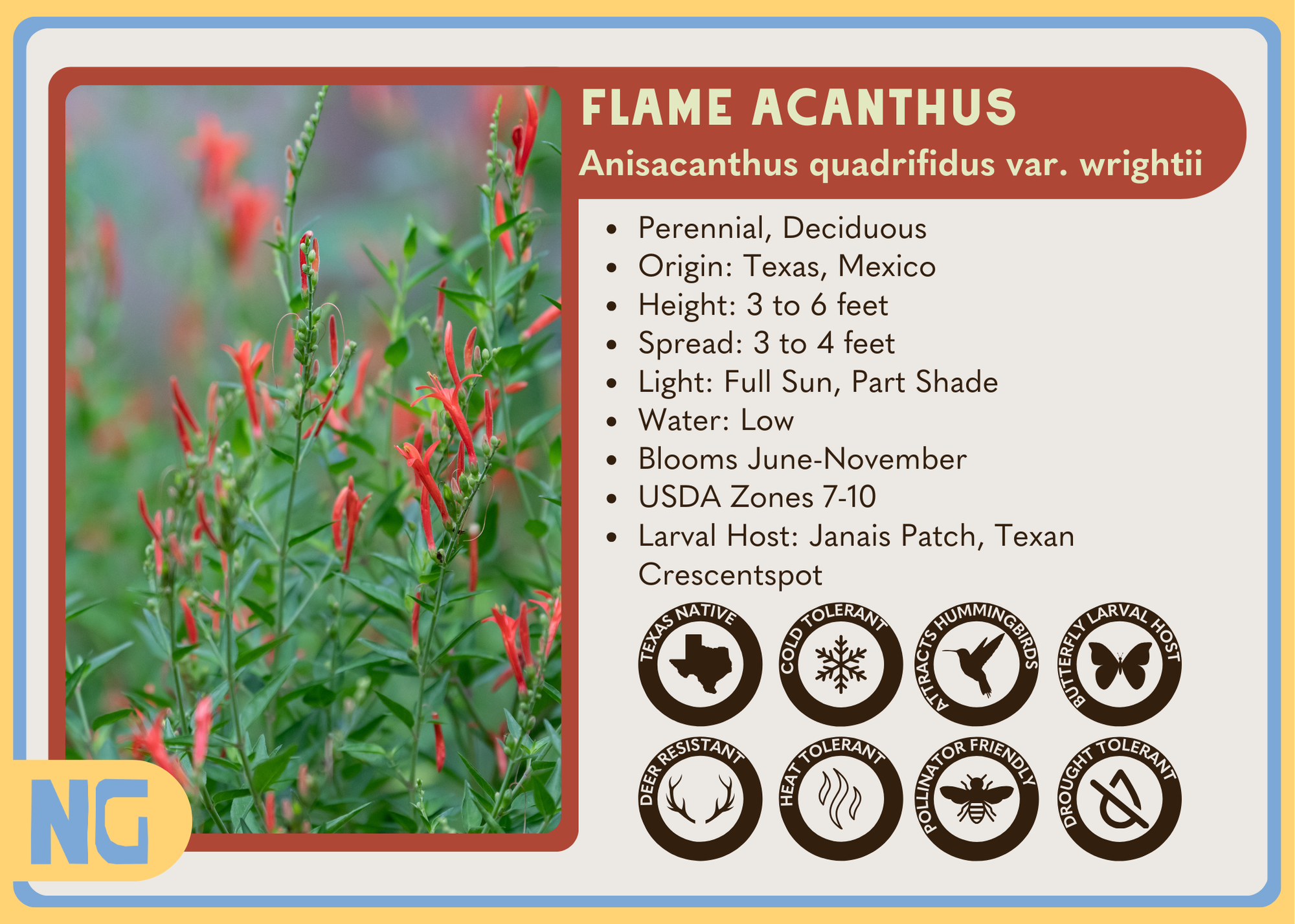 Flame Acanthus