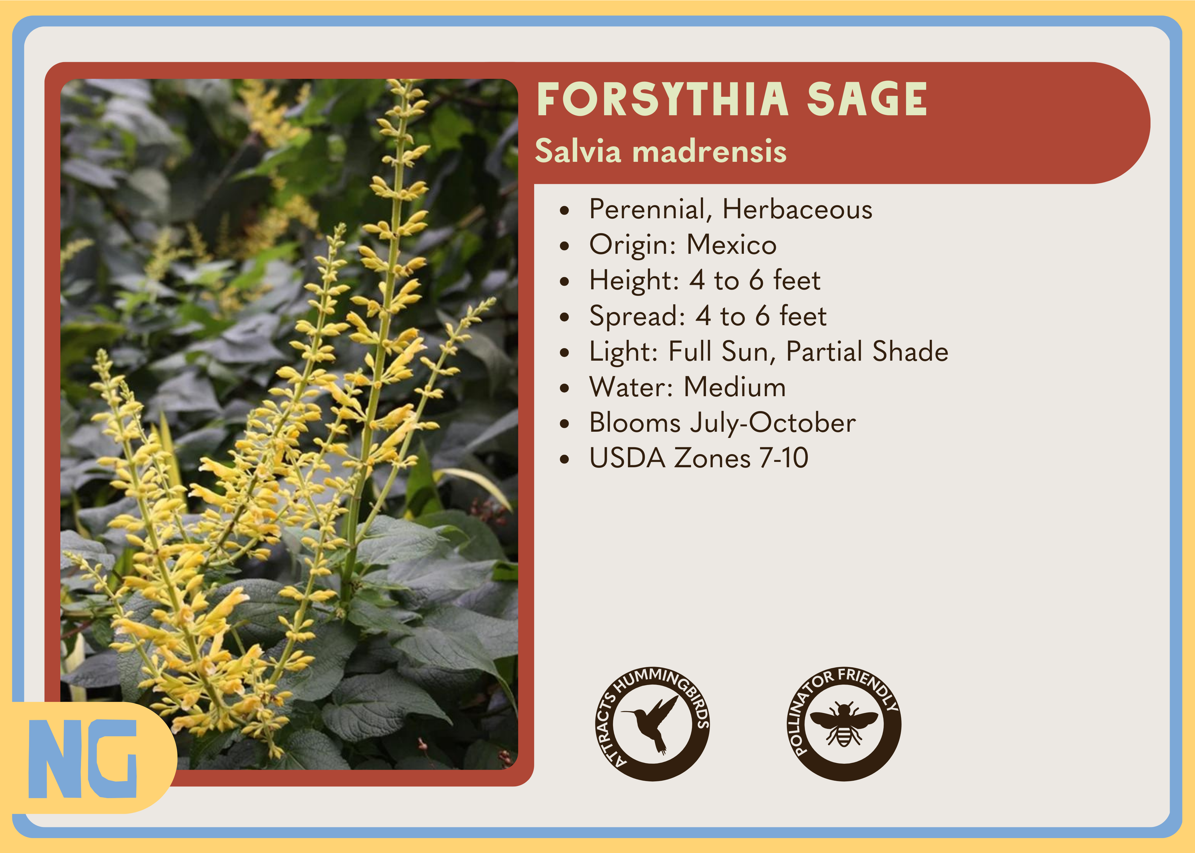 Forsythia Sage