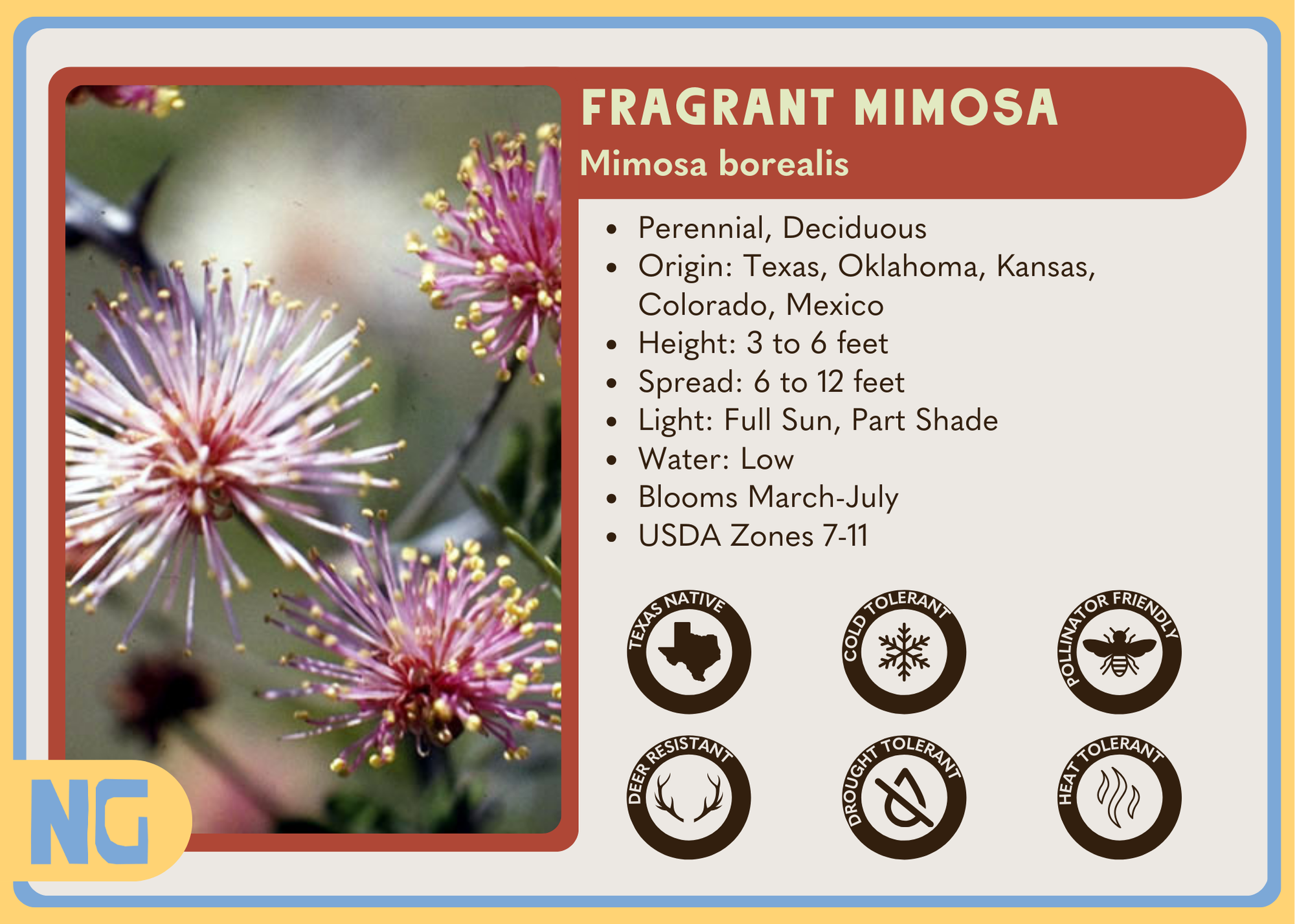 Fragrant Mimosa