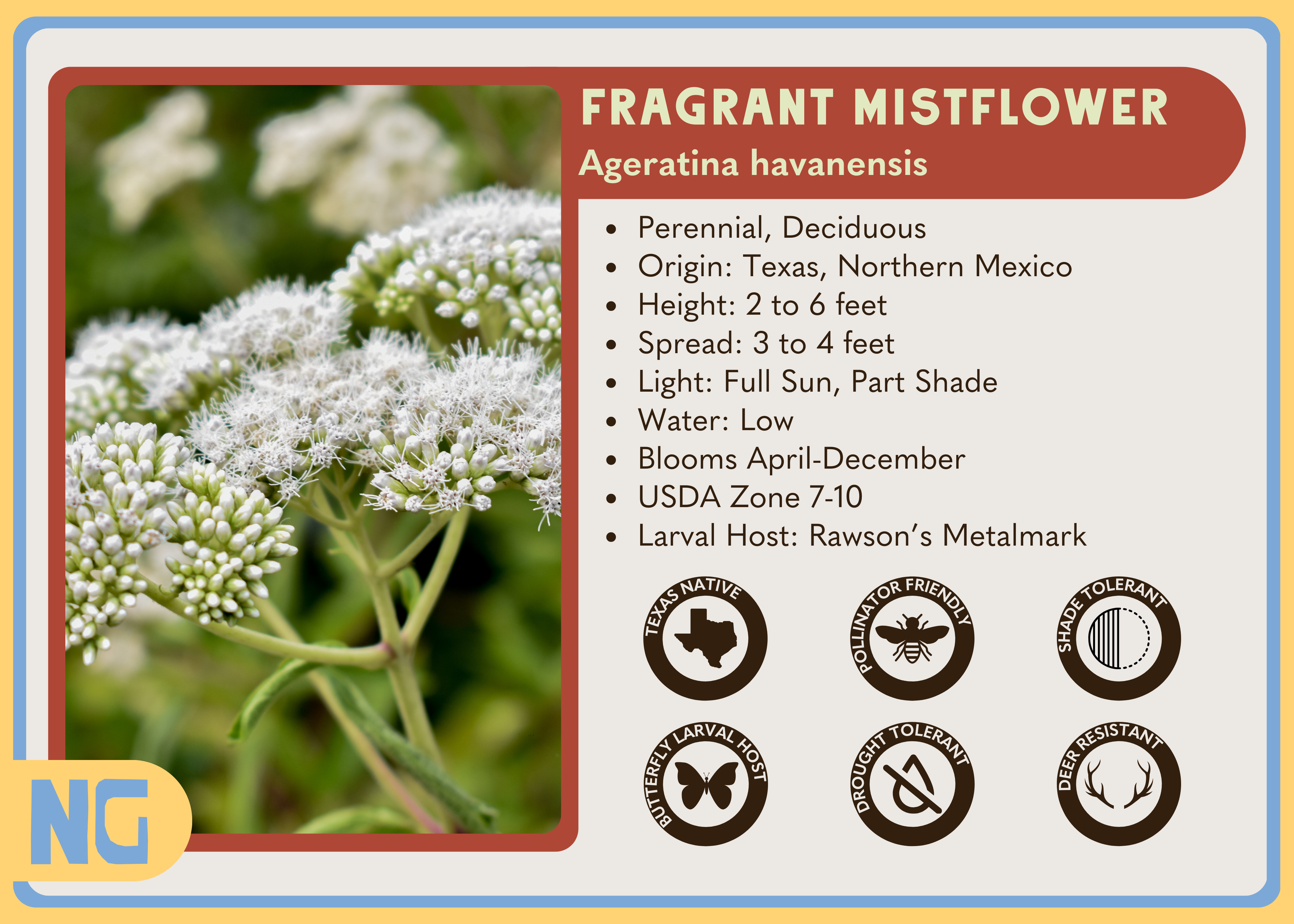 Fragrant Mistflower