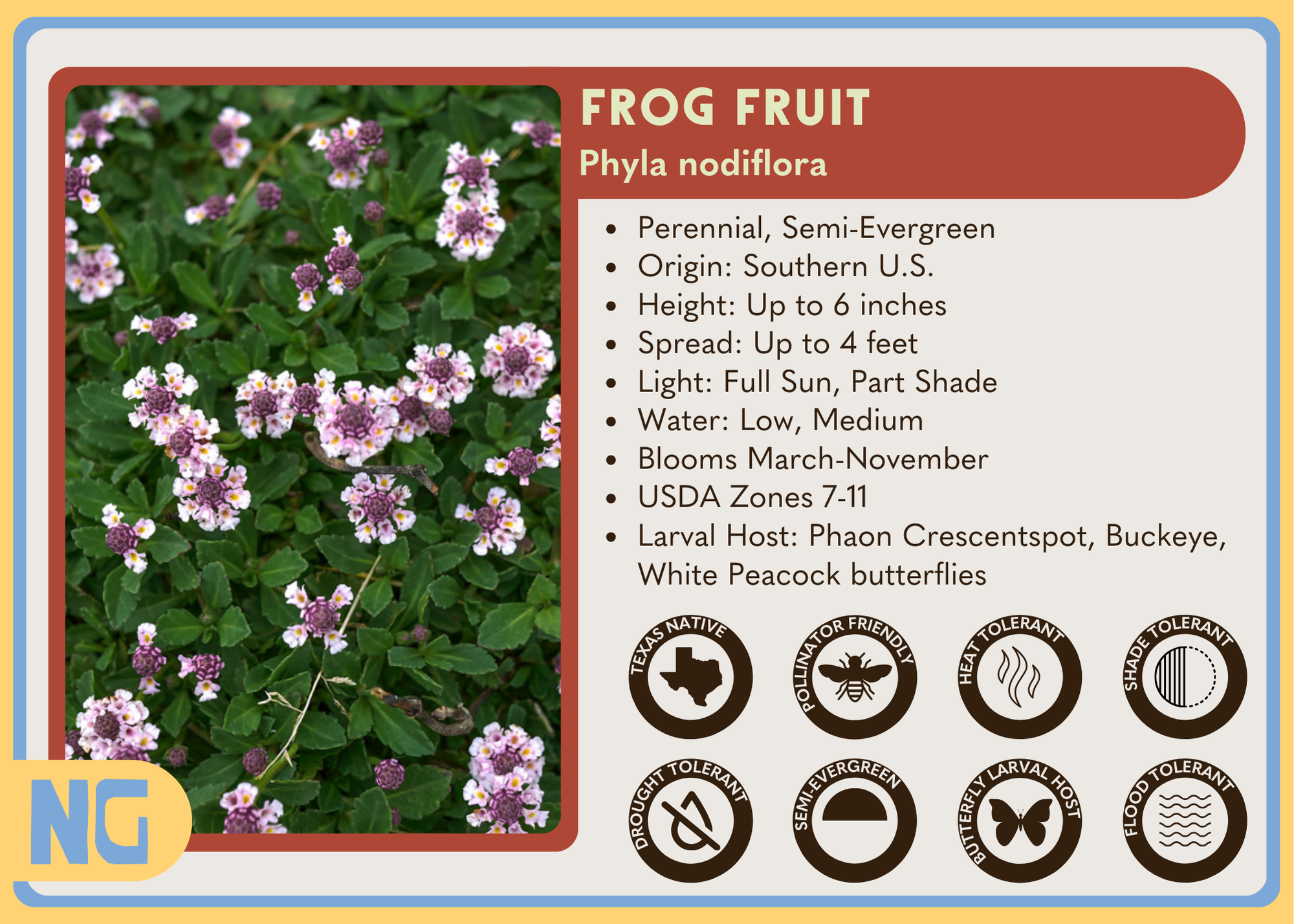 Frog Fruit