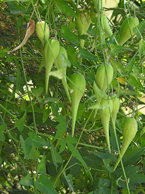 Fringed Twinevine