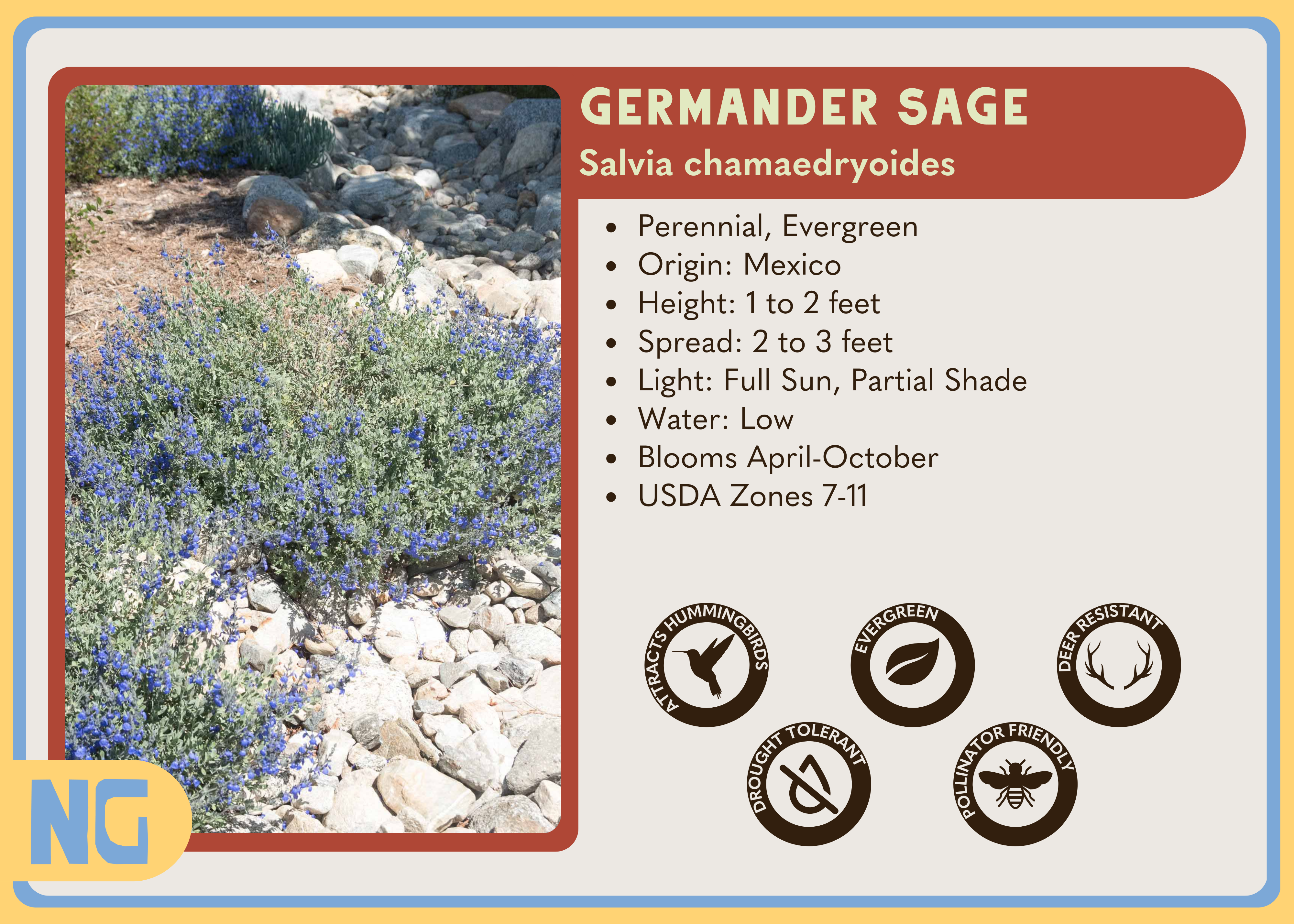 Germander Sage