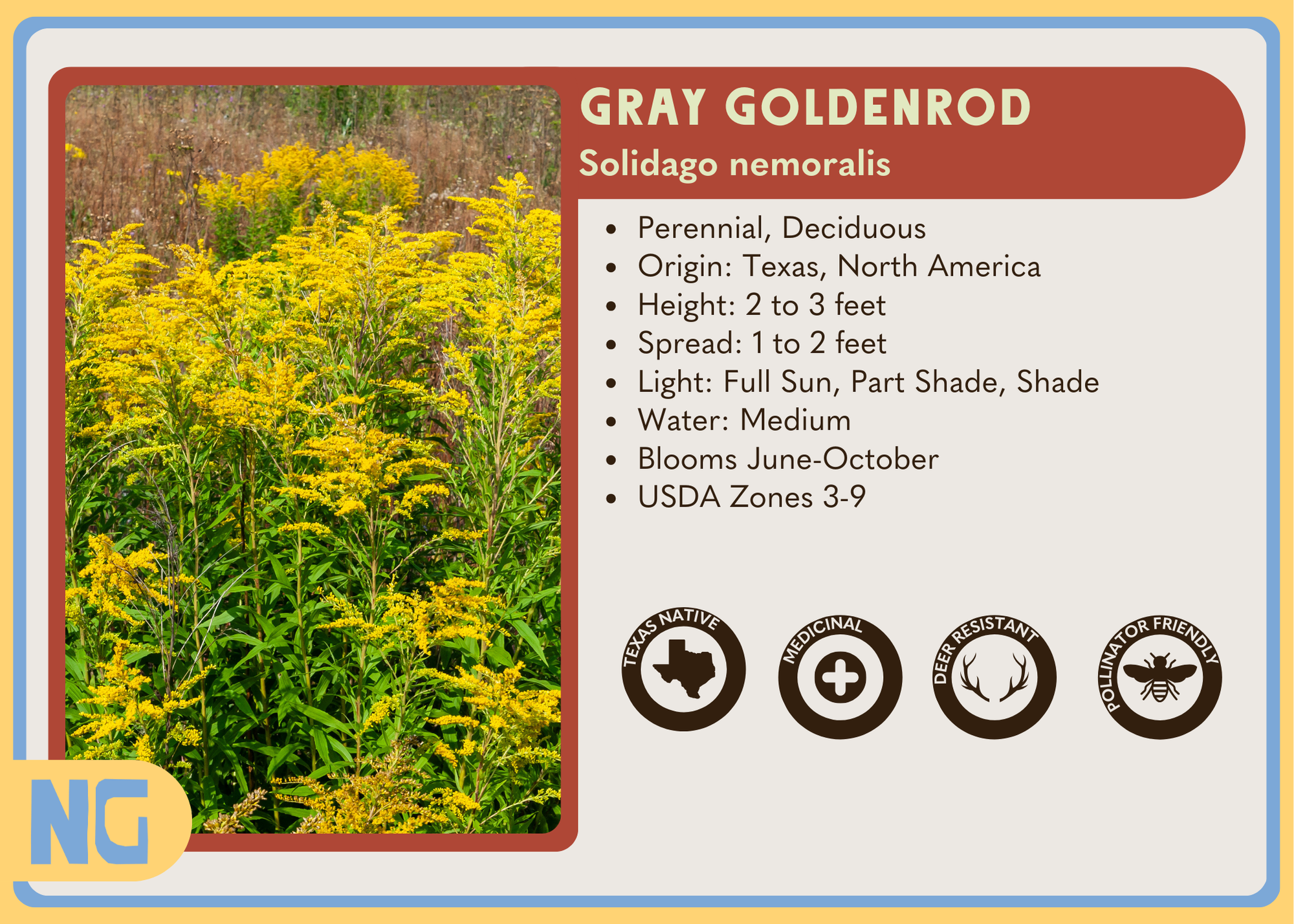 Gray Goldenrod