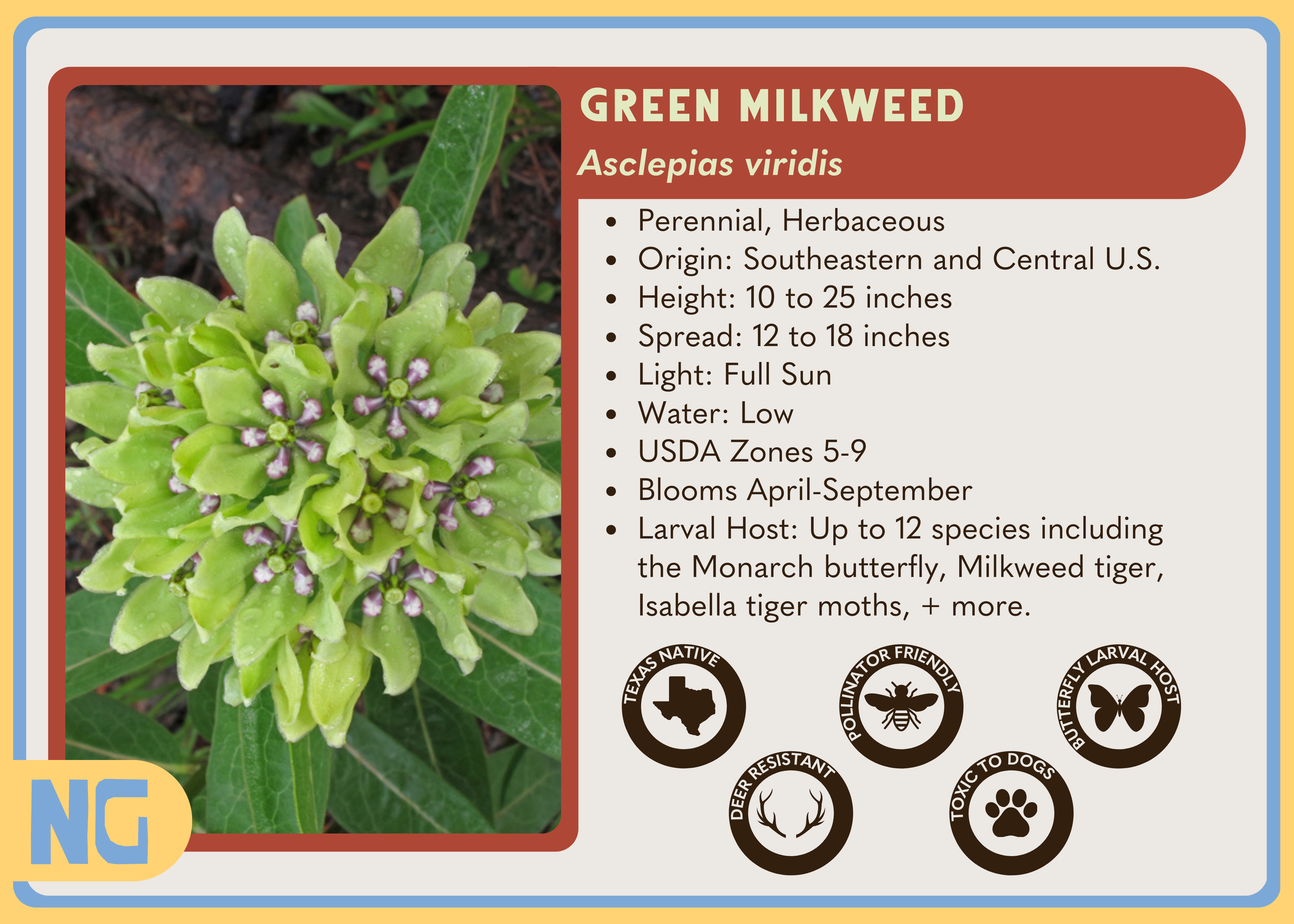 Green Milkweed