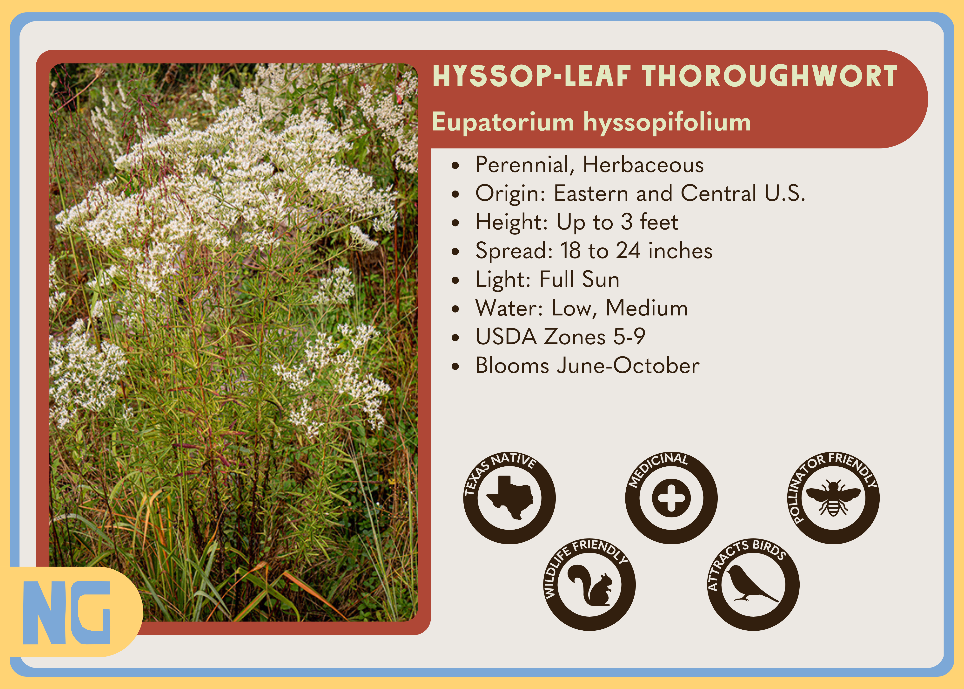 Hyssop-leaf Thoroughwort